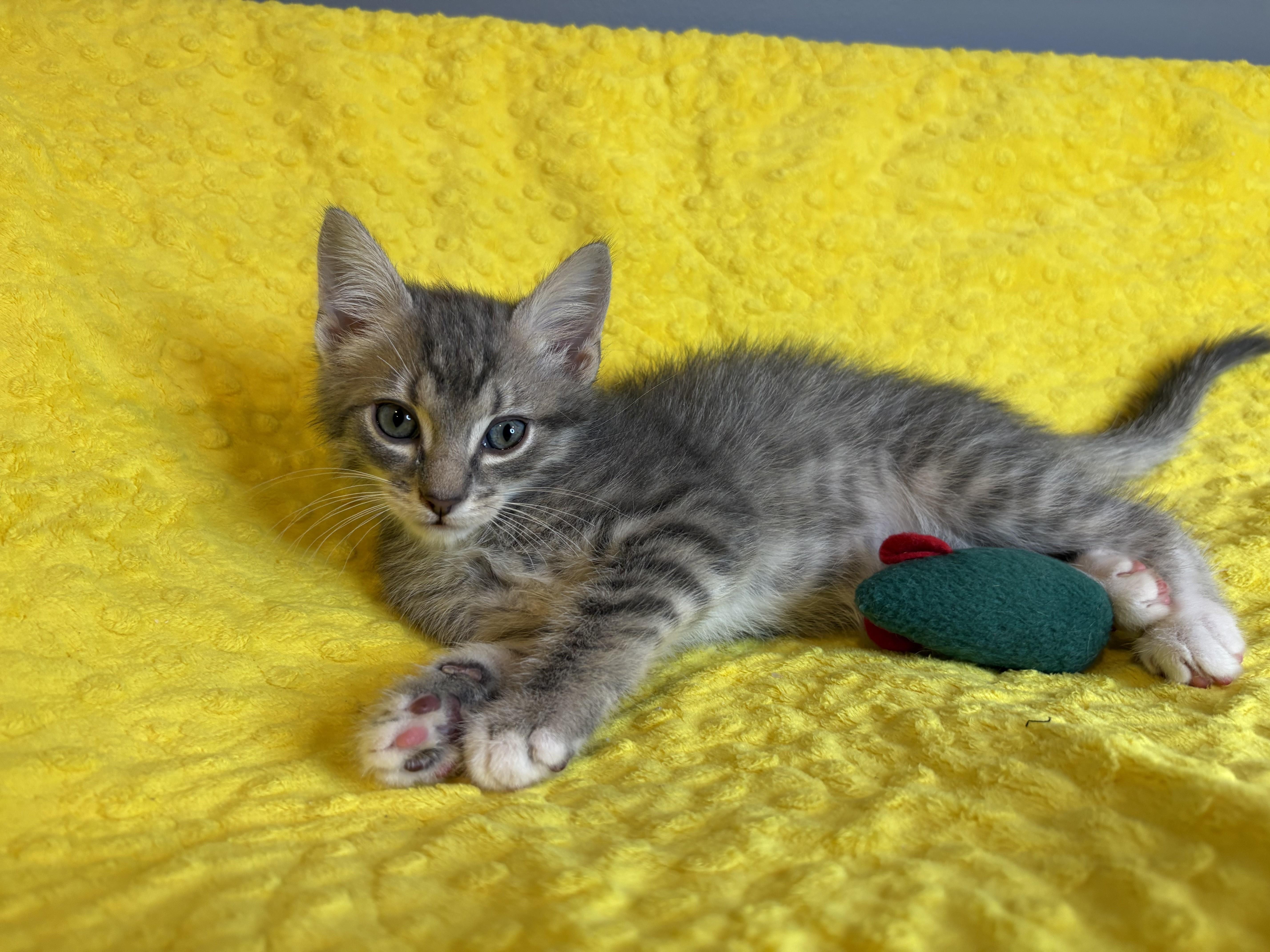 Enlarge Winter KIttens-Flurry, an adoption pending Domestic Short Hair in Laurel, MD image 5/5