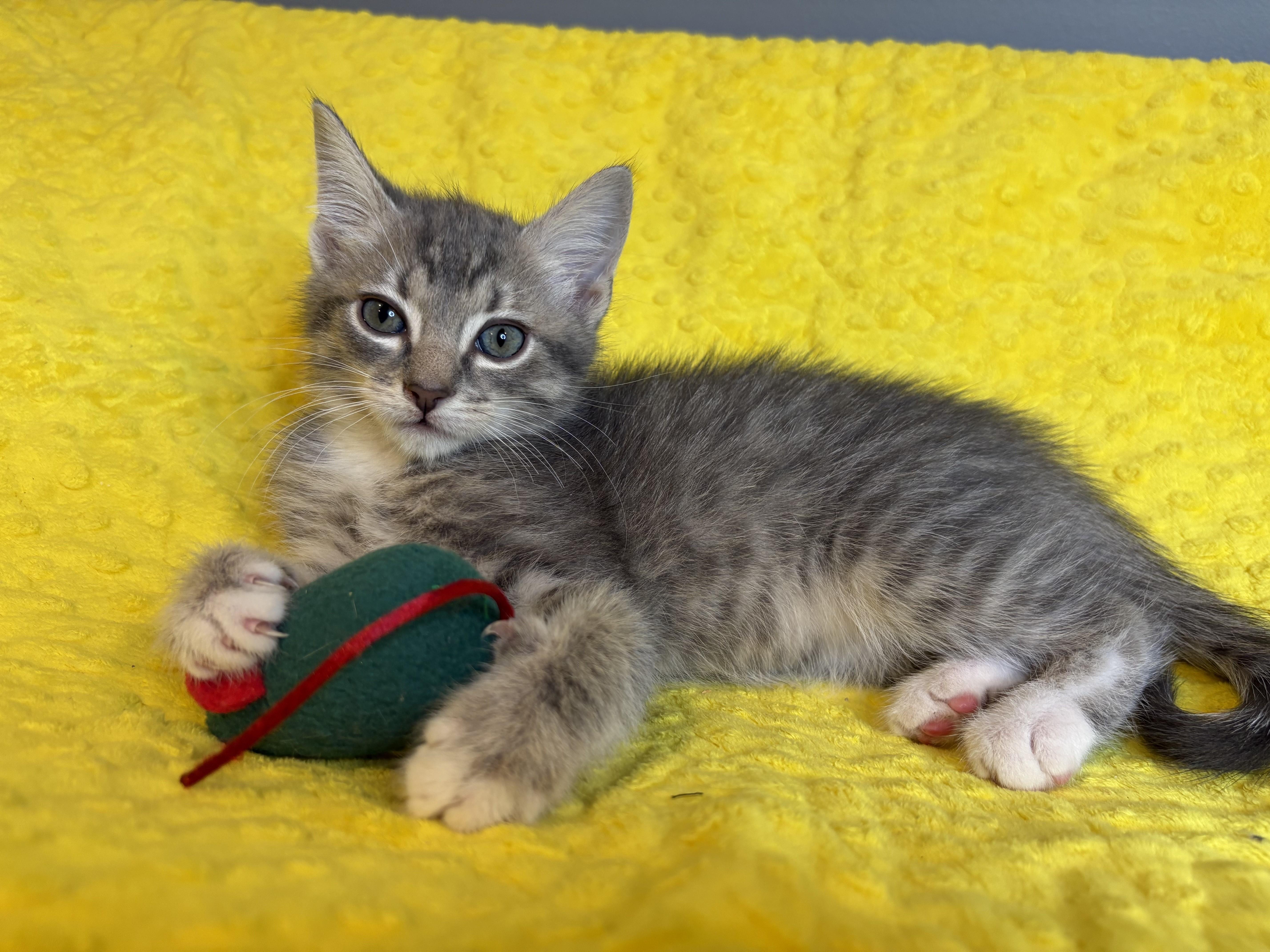 Enlarge Winter KIttens-Flurry, an adoption pending Domestic Short Hair in Laurel, MD image 4/5