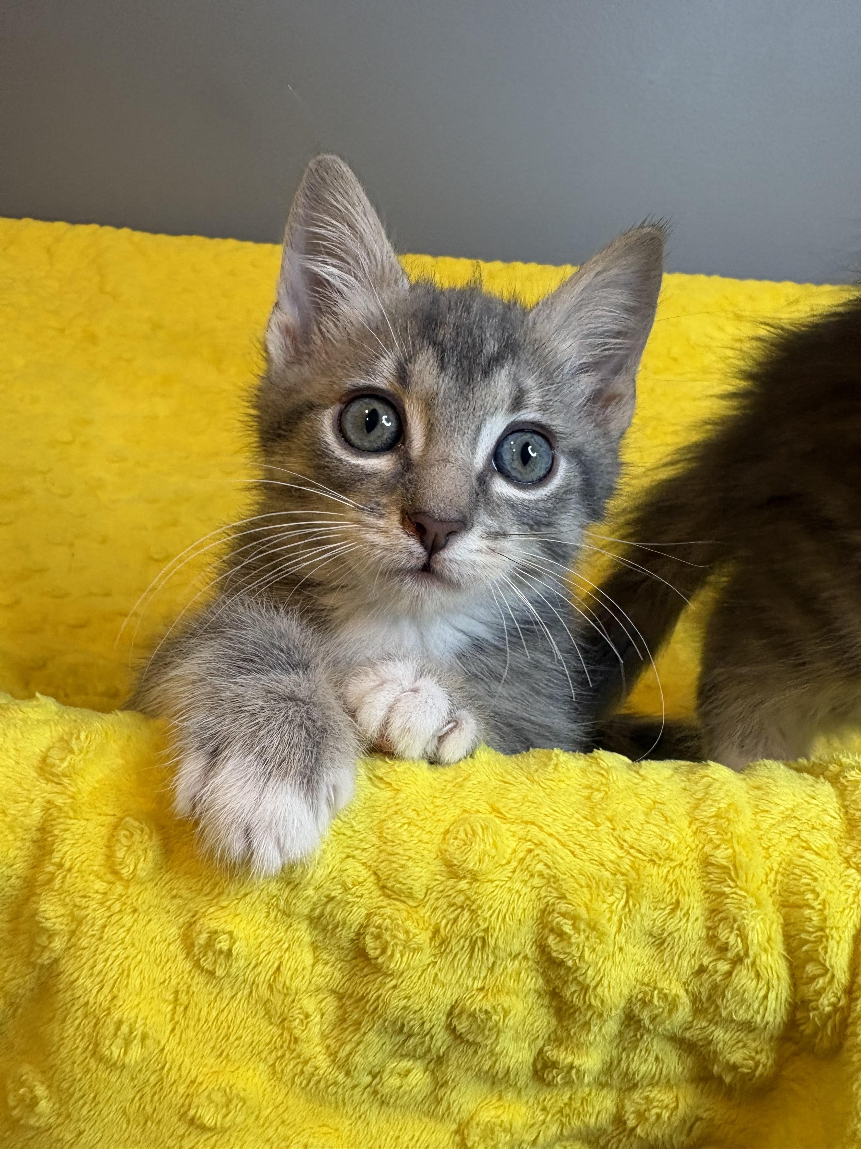 Enlarge Winter KIttens-Flurry, an adoption pending Domestic Short Hair in Laurel, MD image 3/5