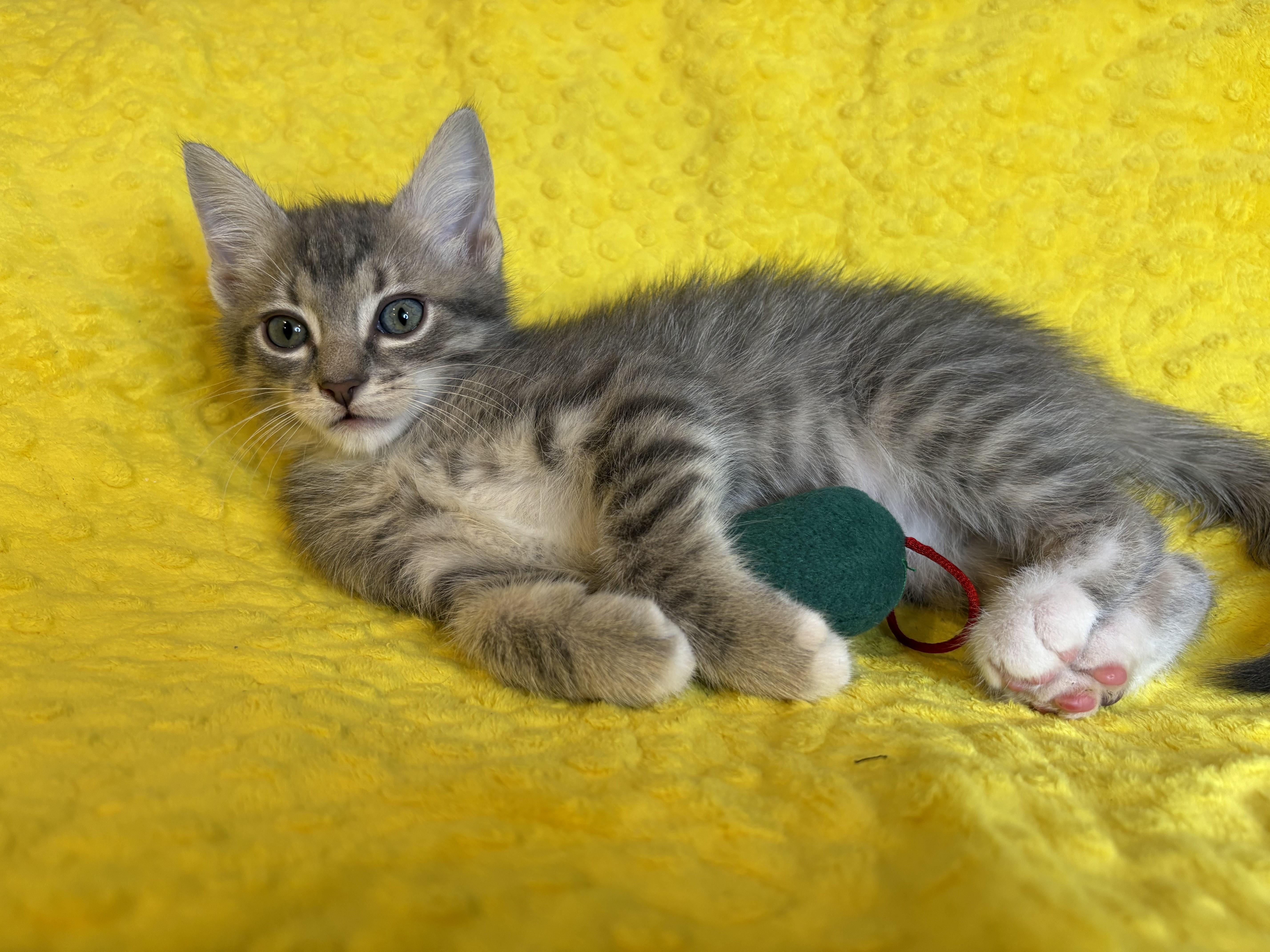Enlarge Winter KIttens-Flurry, an adoption pending Domestic Short Hair in Laurel, MD image 2/5