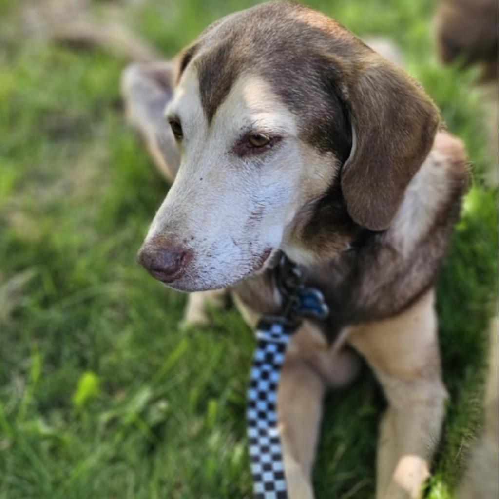 Clyde, Adoptable, Senior Male Mixed Breed.