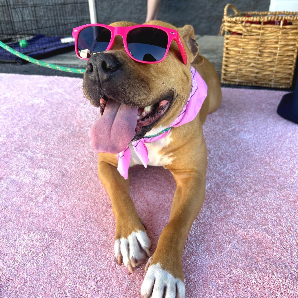 Rebecca, Adoptable, Adult Female Pit Bull Terrier.