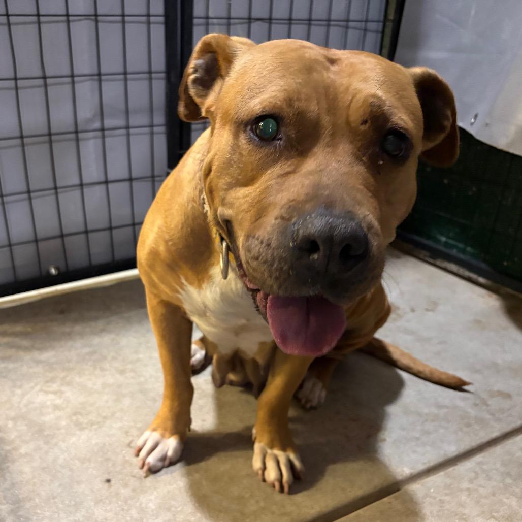Enlarge Rebecca, a Adoptable Pit Bull Terrier in Birmingham, AL image 1/2