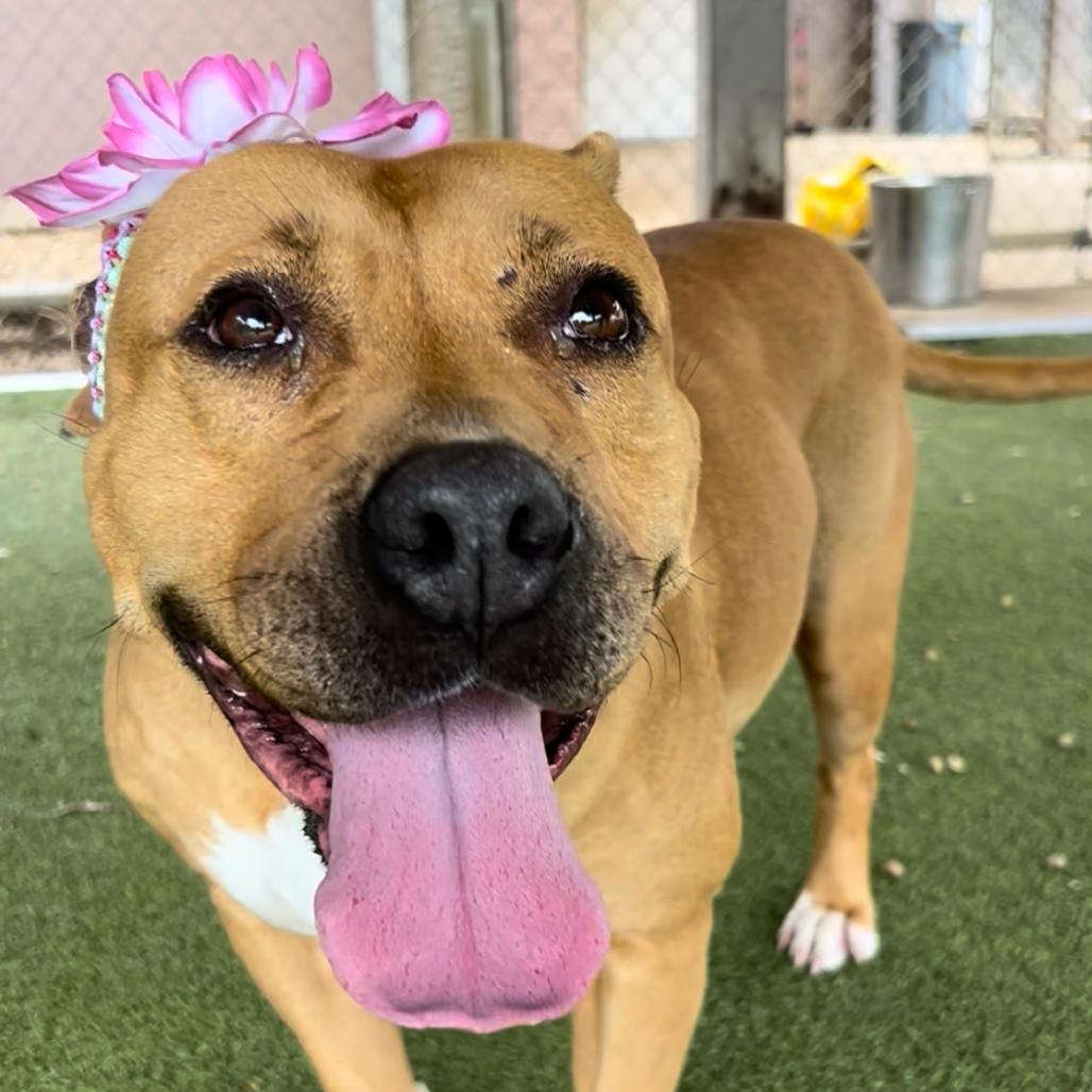 Enlarge Rebecca, a Adoptable Pit Bull Terrier in Birmingham, AL image 3/6