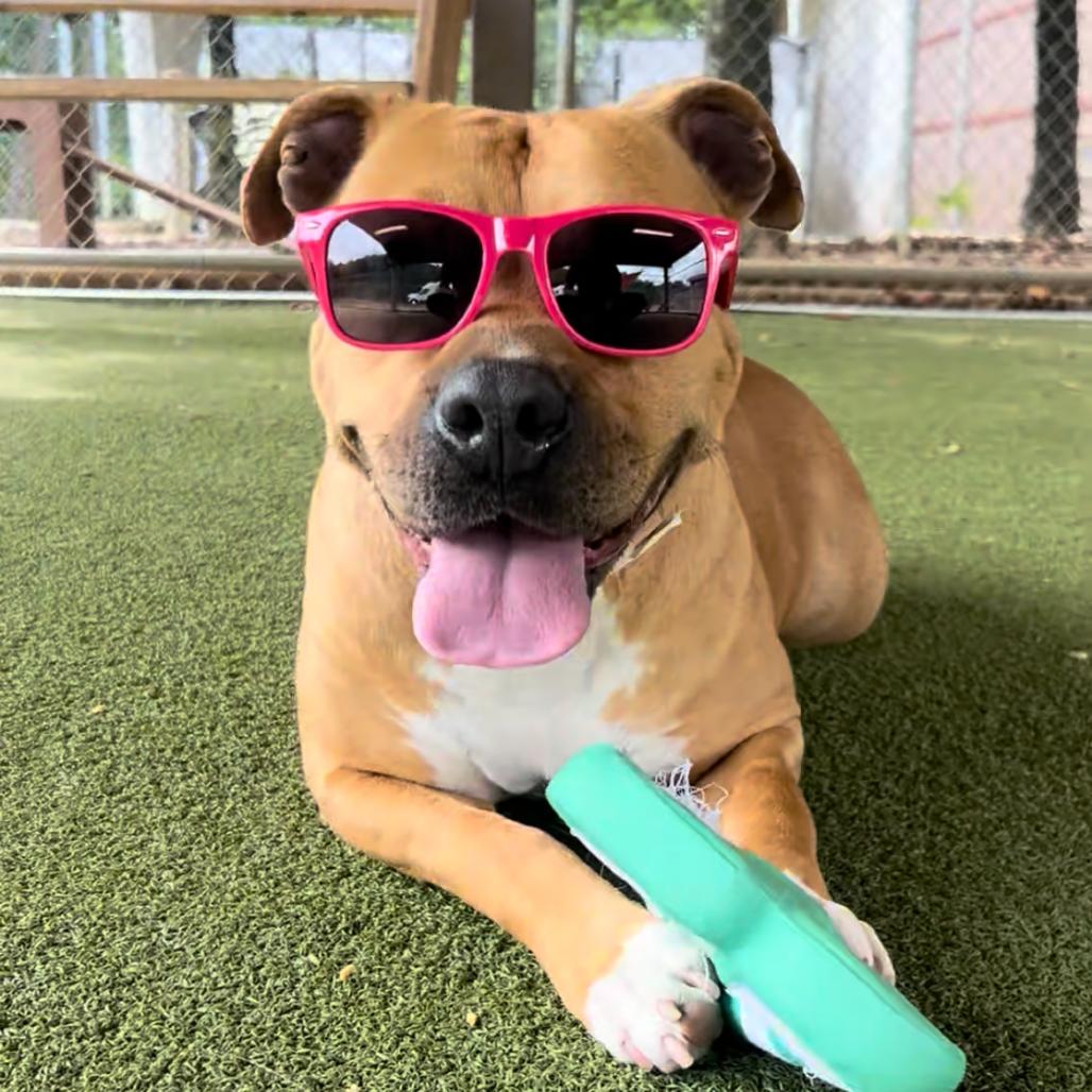 Enlarge Rebecca, a Adoptable Pit Bull Terrier in Birmingham, AL image 4/6