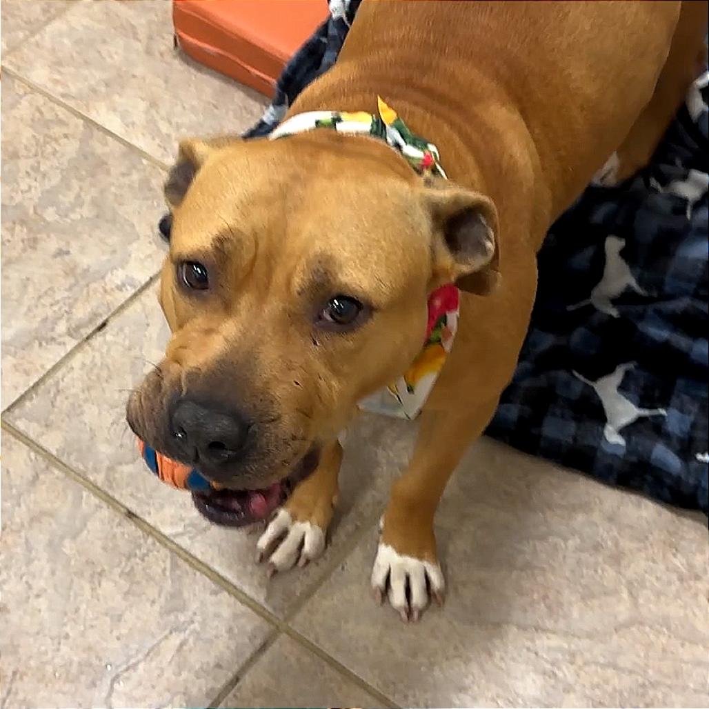 Enlarge Rebecca, a Adoptable Pit Bull Terrier in Birmingham, AL image 2/2