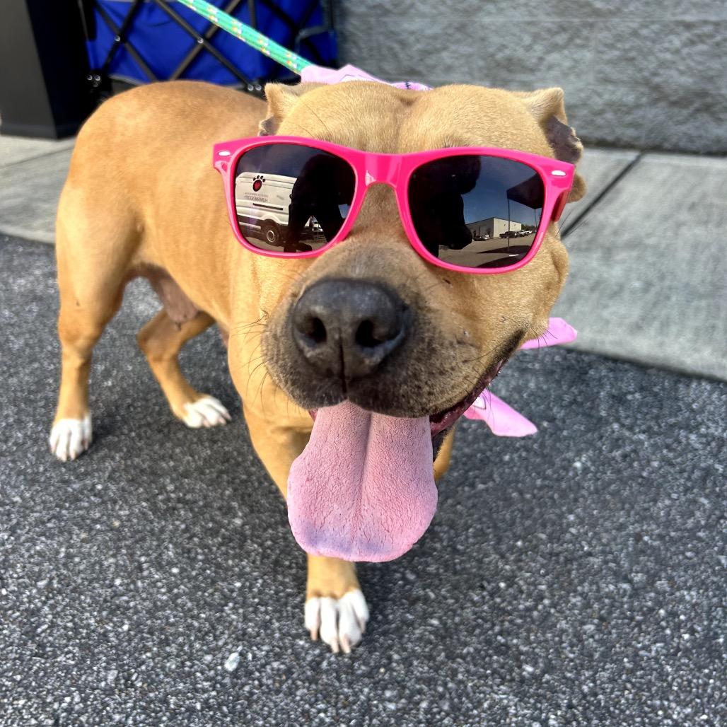 Enlarge Rebecca, a Adoptable Pit Bull Terrier in Birmingham, AL image 6/6