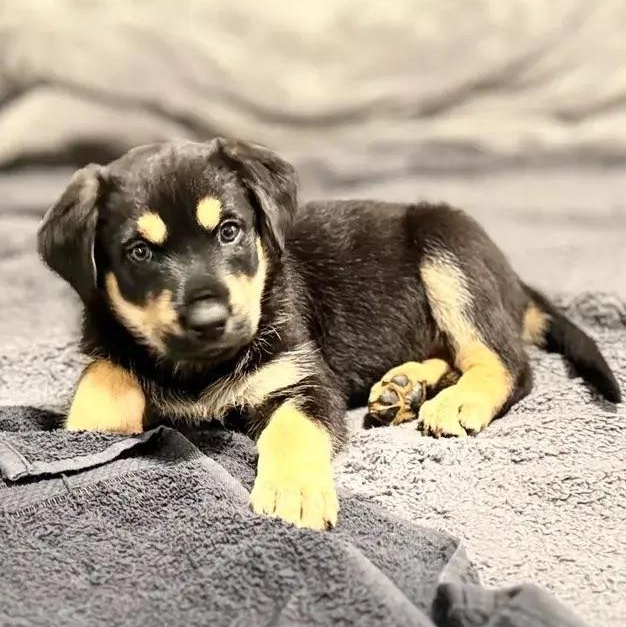 Gia, an adopted mixed breed in Polk, OH image 4/5