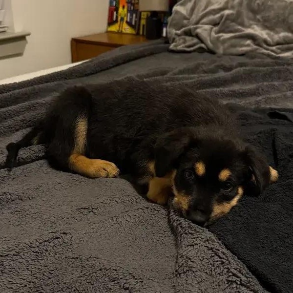 Gia, an adopted mixed breed in Polk, OH image 1/5
