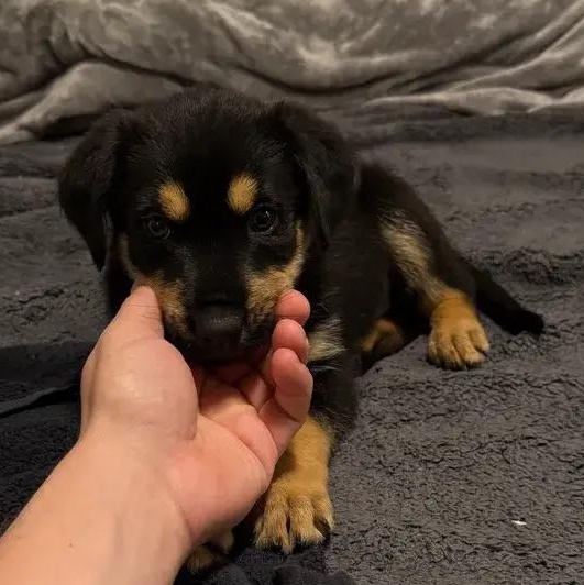 Gia, an adopted mixed breed in Polk, OH image 2/5