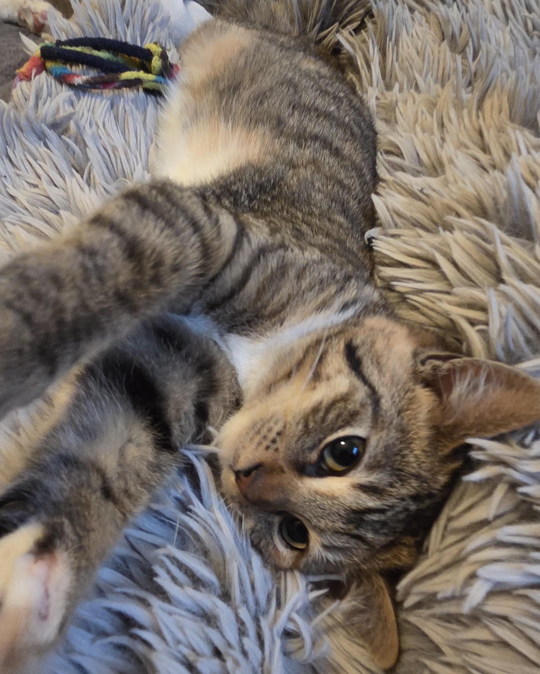 Enlarge Dot (bonded with Curly Fry), a Adopted Domestic Short Hair in San Francisco, CA image 1/6