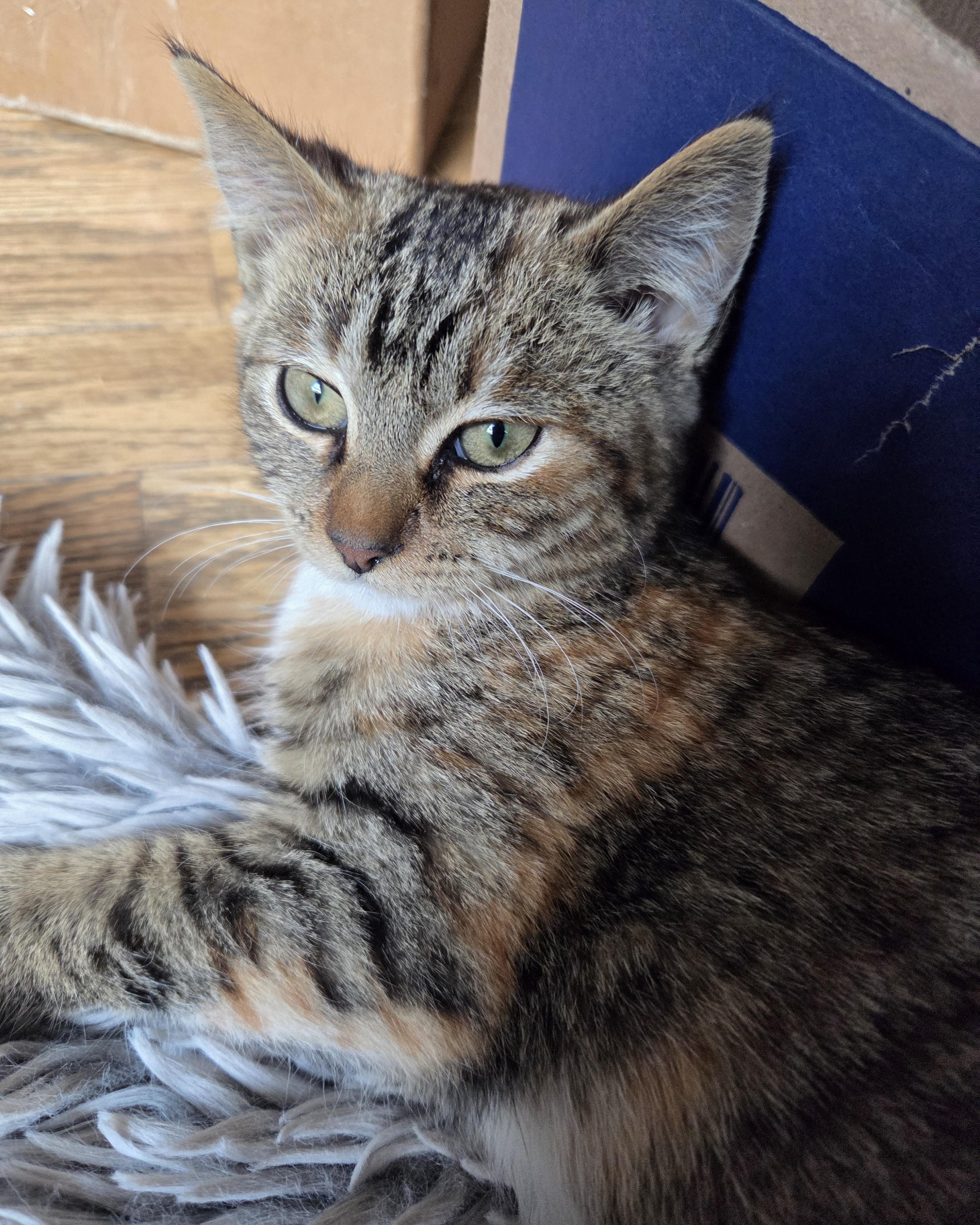 Enlarge Dot (bonded with Curly Fry), a Adopted Domestic Short Hair in San Francisco, CA image 2/6