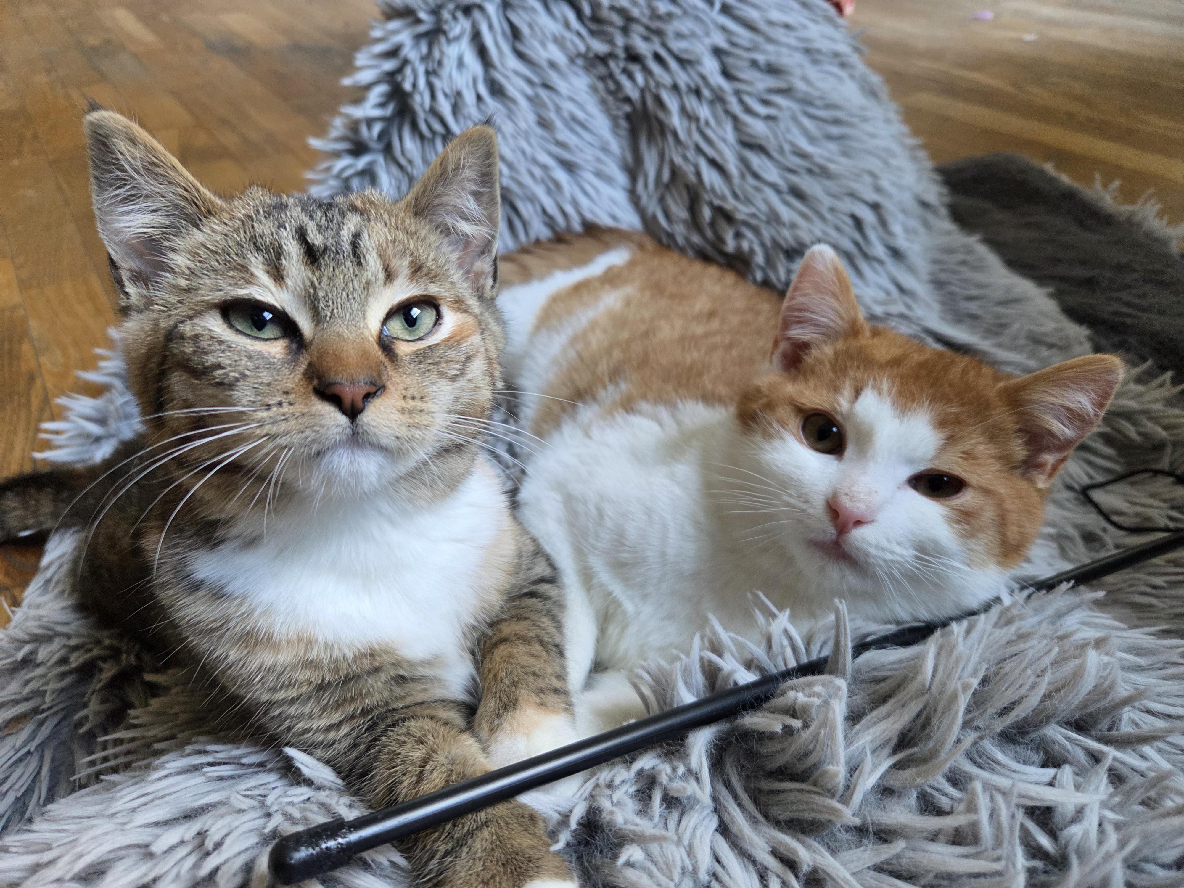 Enlarge Dot (bonded with Curly Fry), a Adopted Domestic Short Hair in San Francisco, CA image 3/6