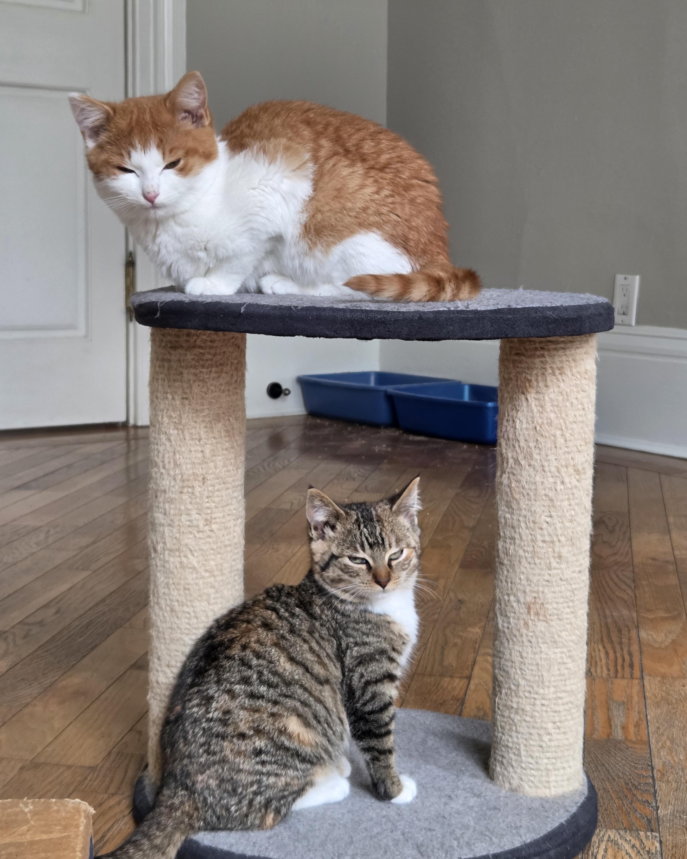 Enlarge Dot (bonded with Curly Fry), a Adopted Domestic Short Hair in San Francisco, CA image 4/6