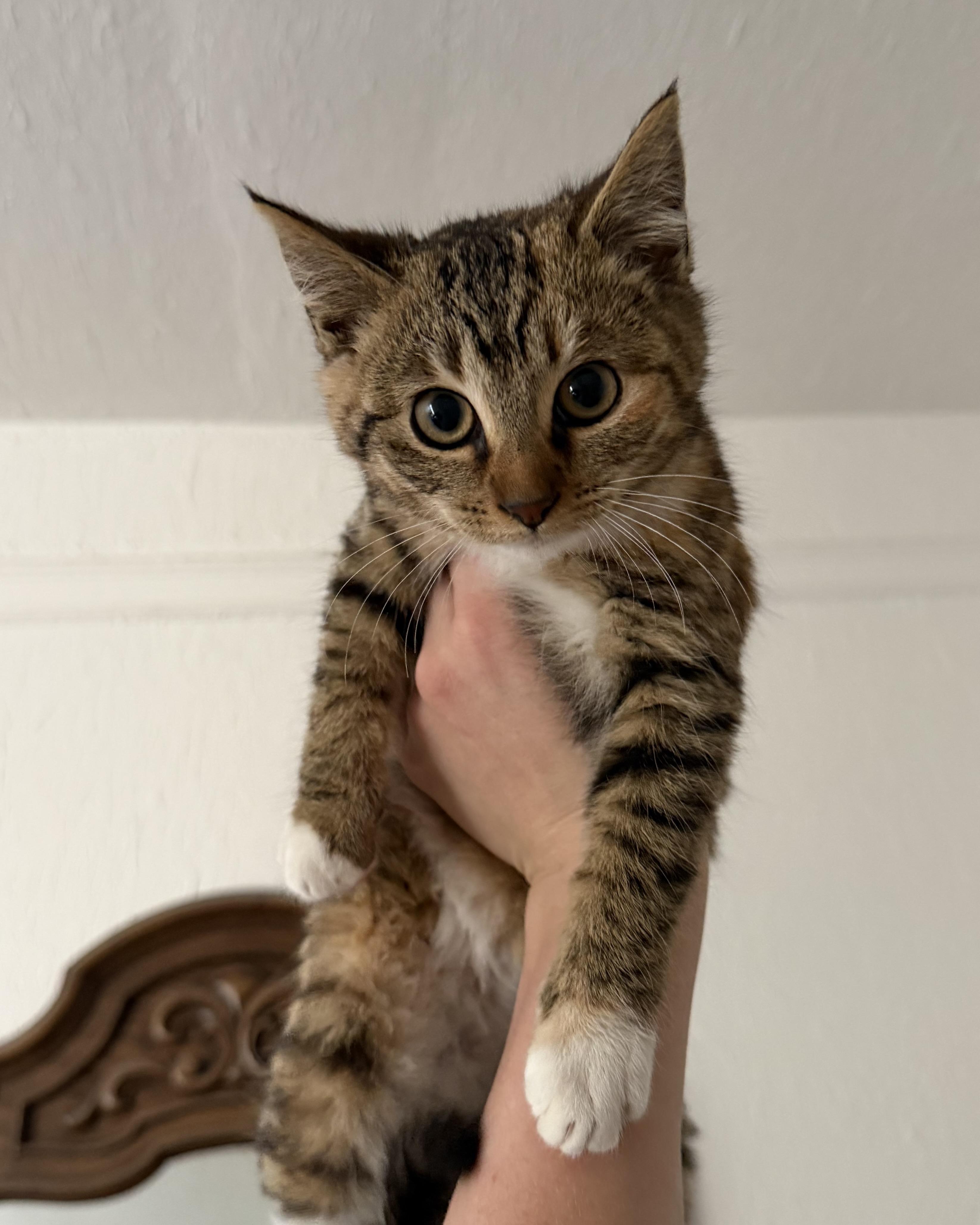 Enlarge Dot (bonded with Curly Fry), a Adopted Domestic Short Hair in San Francisco, CA image 5/6