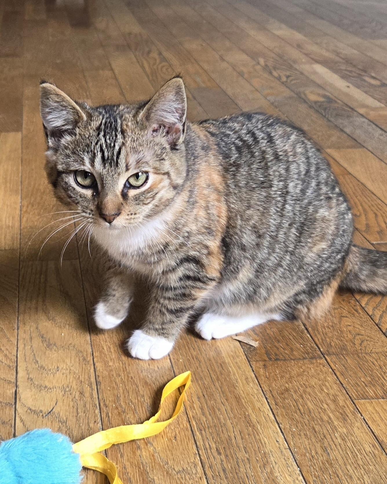Enlarge Dot (bonded with Curly Fry), a Adopted Domestic Short Hair in San Francisco, CA image 6/6