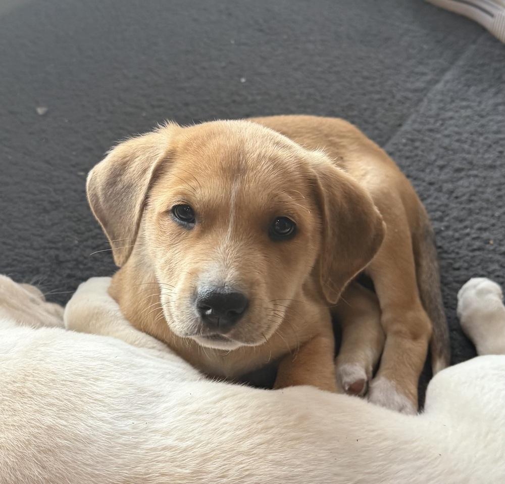 Yackel / Marcie, Adoptable, Puppy Female Labrador Retriever.