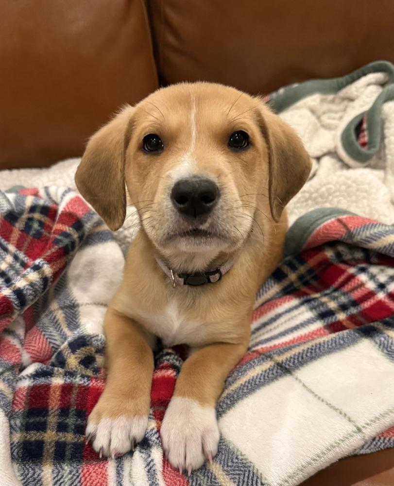 Enlarge Yackel / Marcie, a Adoptable mixed breed in Broomfield, CO image 2/6