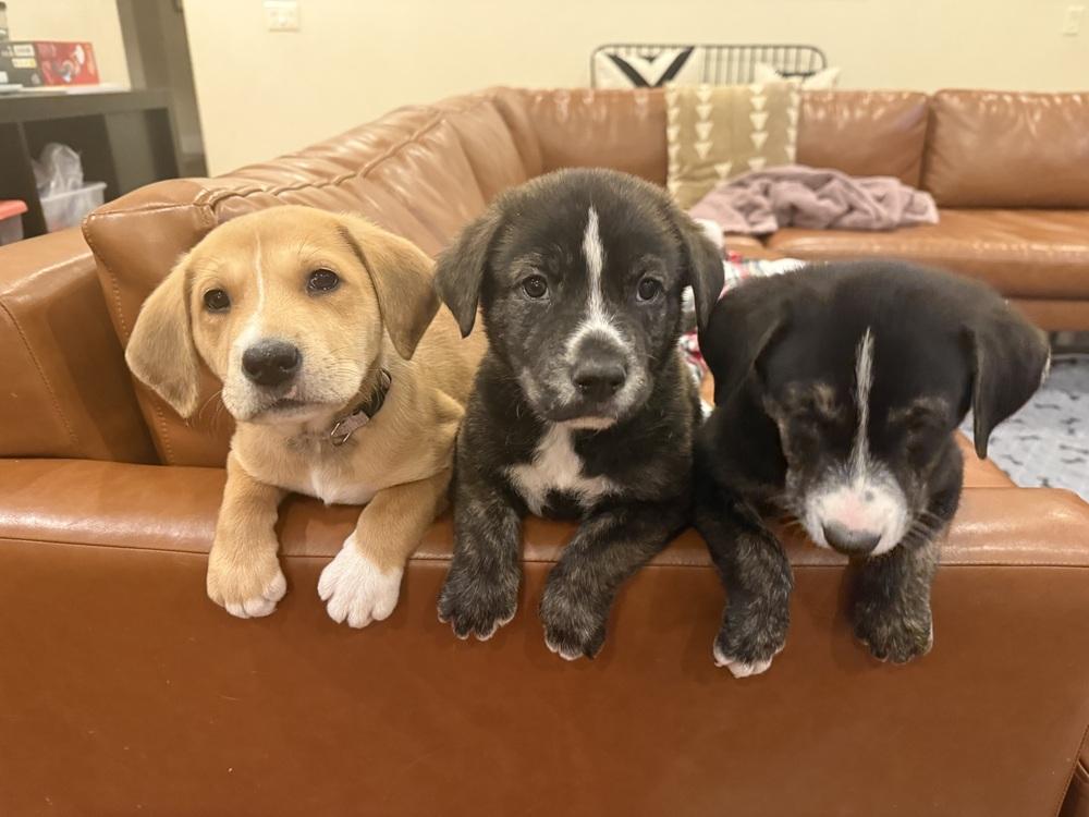 Enlarge Yackel / Marcie, a Adoptable mixed breed in Broomfield, CO image 3/6