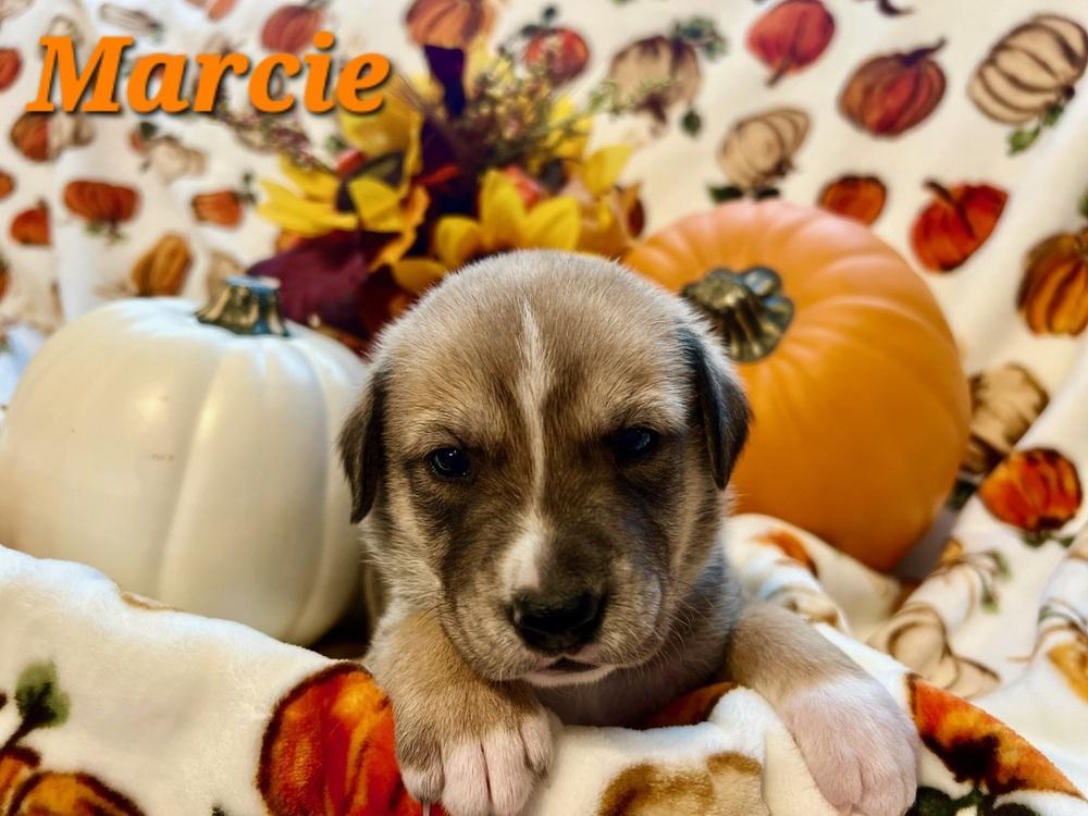 Enlarge Yackel / Marcie, a Adoptable mixed breed in Broomfield, CO image 4/6