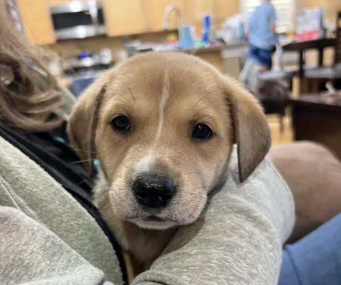 Enlarge Yackel / Marcie, a Adoptable mixed breed in Broomfield, CO image 5/6