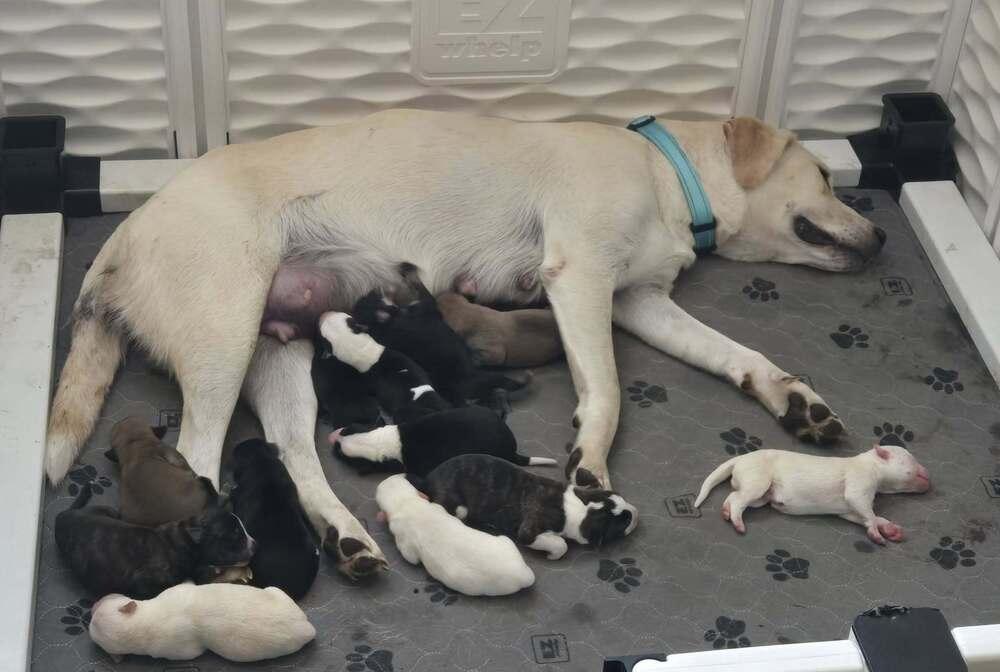 Enlarge Yackel / Marcie, a Adoptable mixed breed in Broomfield, CO image 6/6