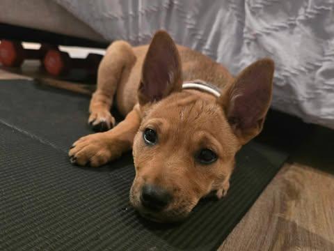 Chanel, an adoptable mixed breed in Wichita Falls, TX image 3/3