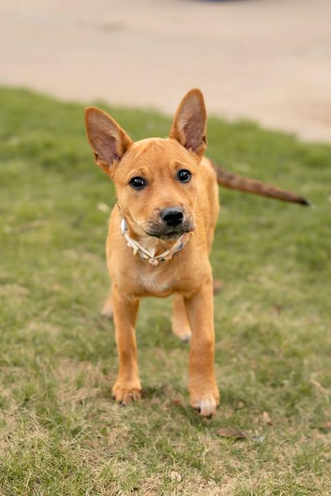 Enlarge Chanel, an adoptable mixed breed in Wichita Falls, TX image 2/3