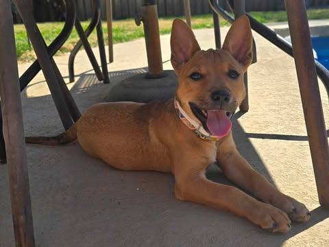 Chanel, an adoptable mixed breed in Wichita Falls, TX image 1/3