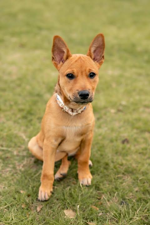 Chanel, adoptable, Young Female Terrier.