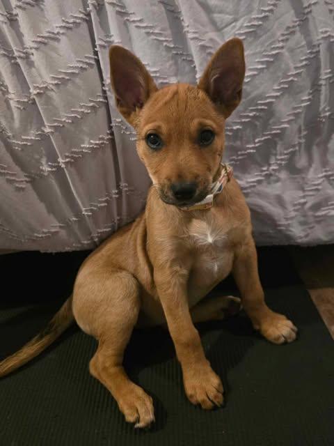 Chanel, an adoptable mixed breed in Wichita Falls, TX image 2/3