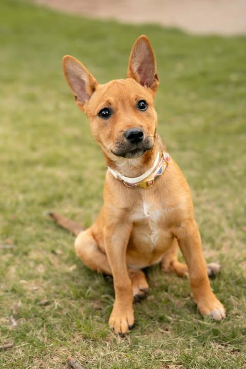 Enlarge Chanel, an adoptable mixed breed in Wichita Falls, TX image 3/3