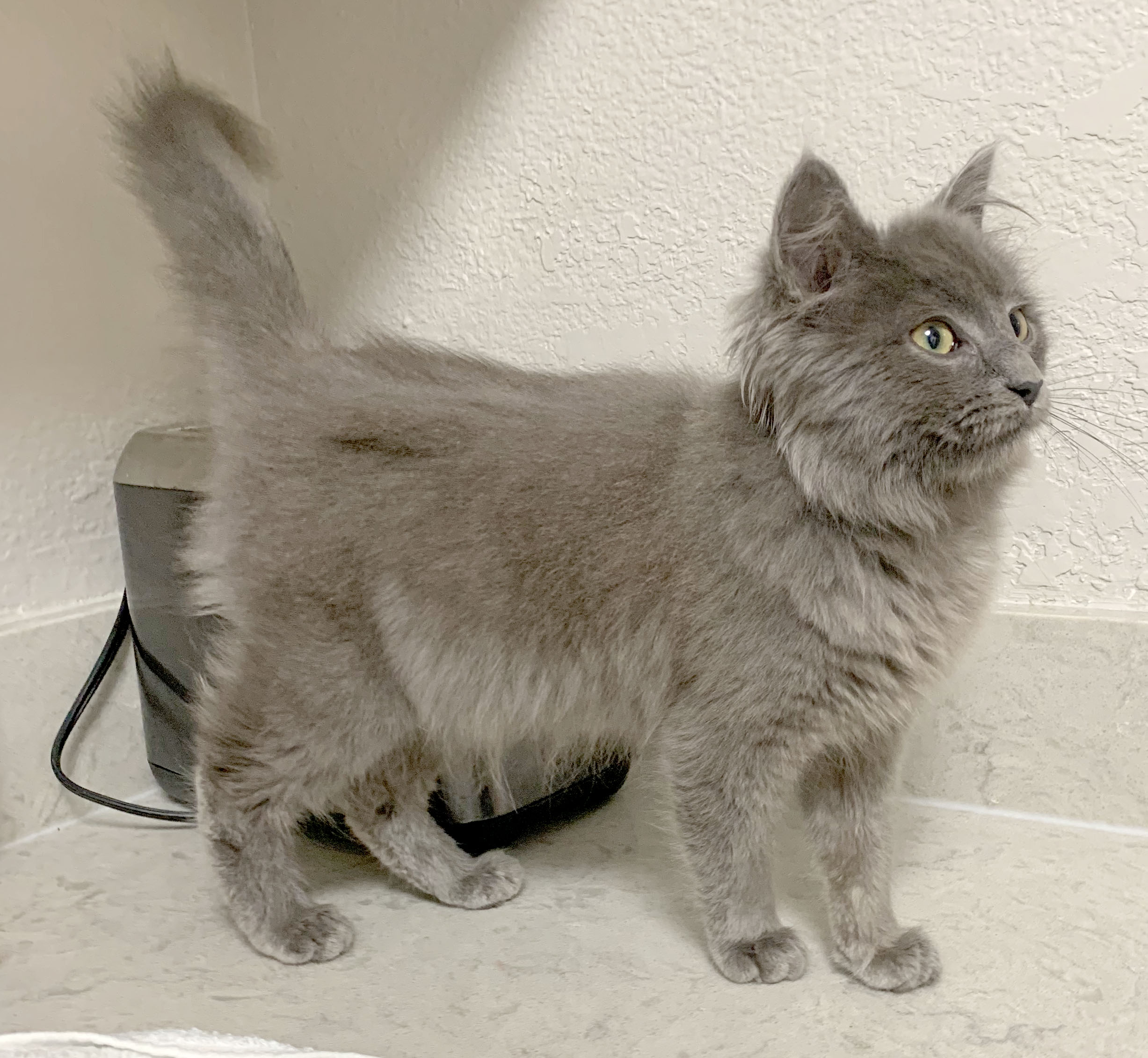 Fabio, a Adopted mixed breed in Mauldin, SC image 2/6