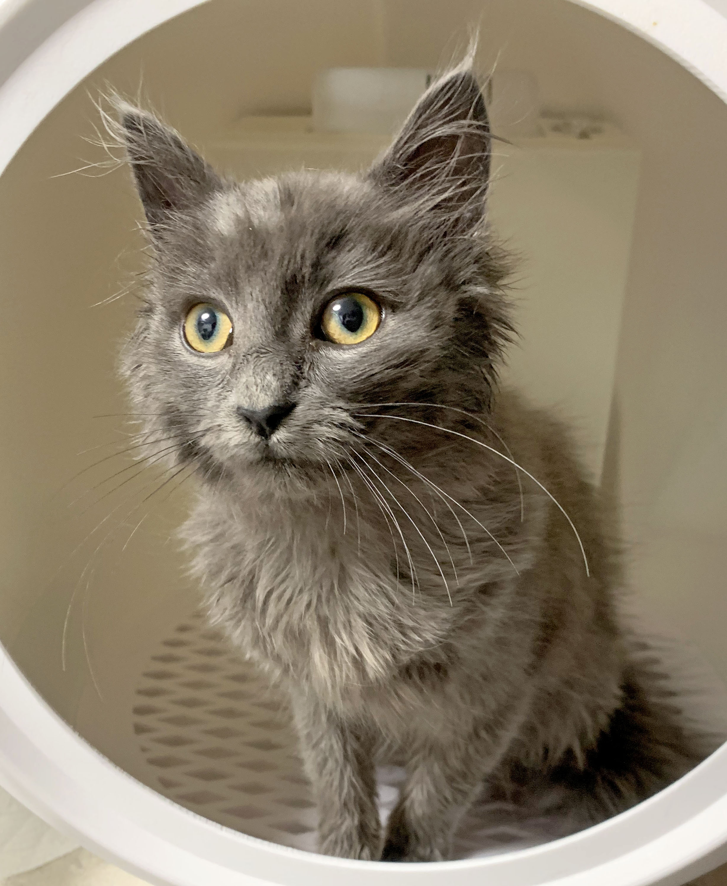 Fabio, a Adopted mixed breed in Mauldin, SC image 3/6