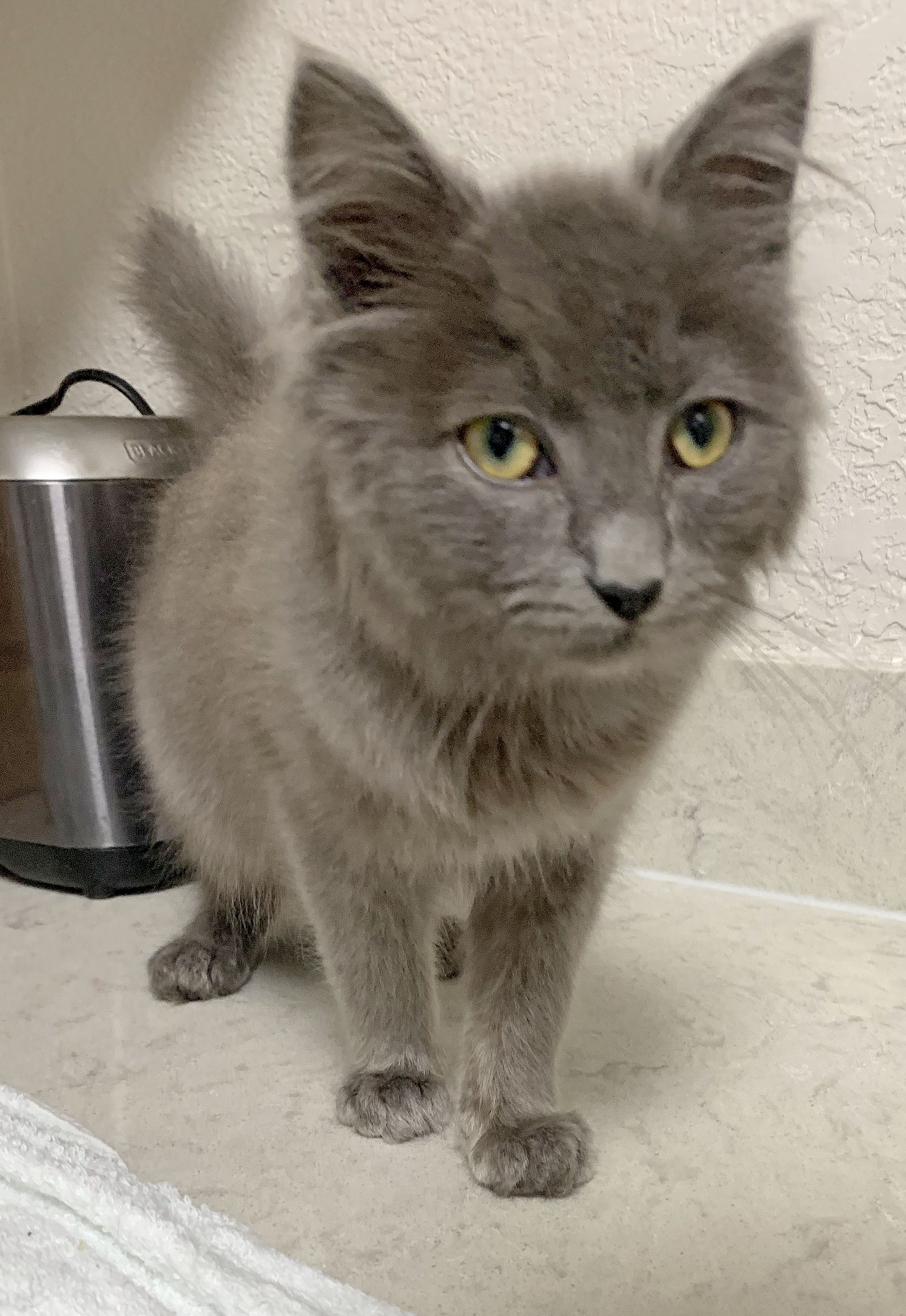 Fabio, a Adopted mixed breed in Mauldin, SC image 5/6