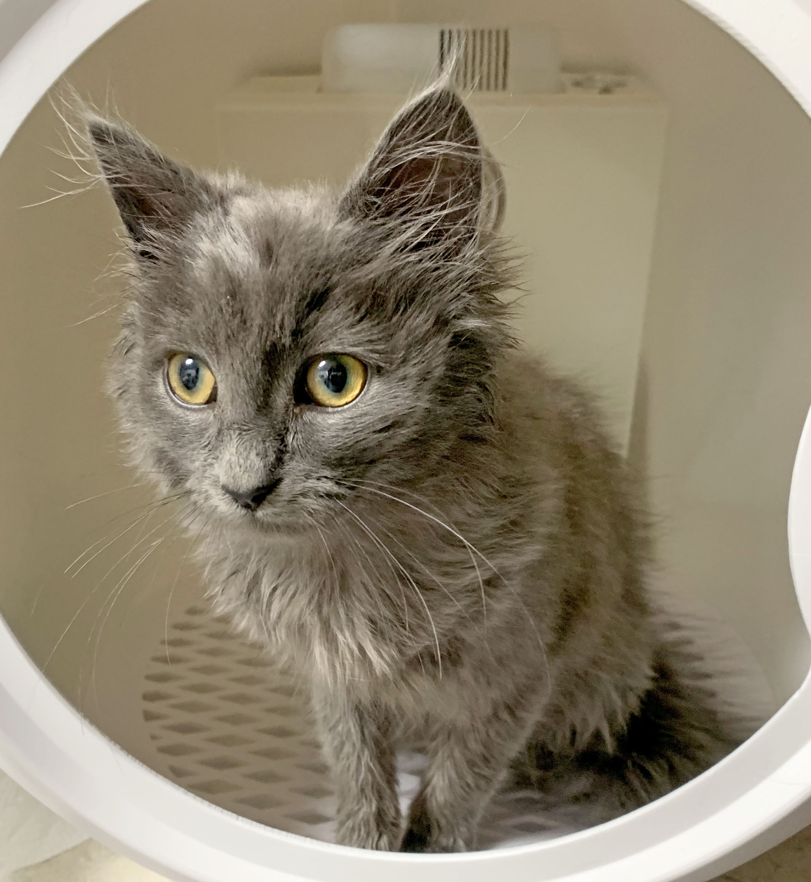 Fabio, a Adopted mixed breed in Mauldin, SC image 6/6