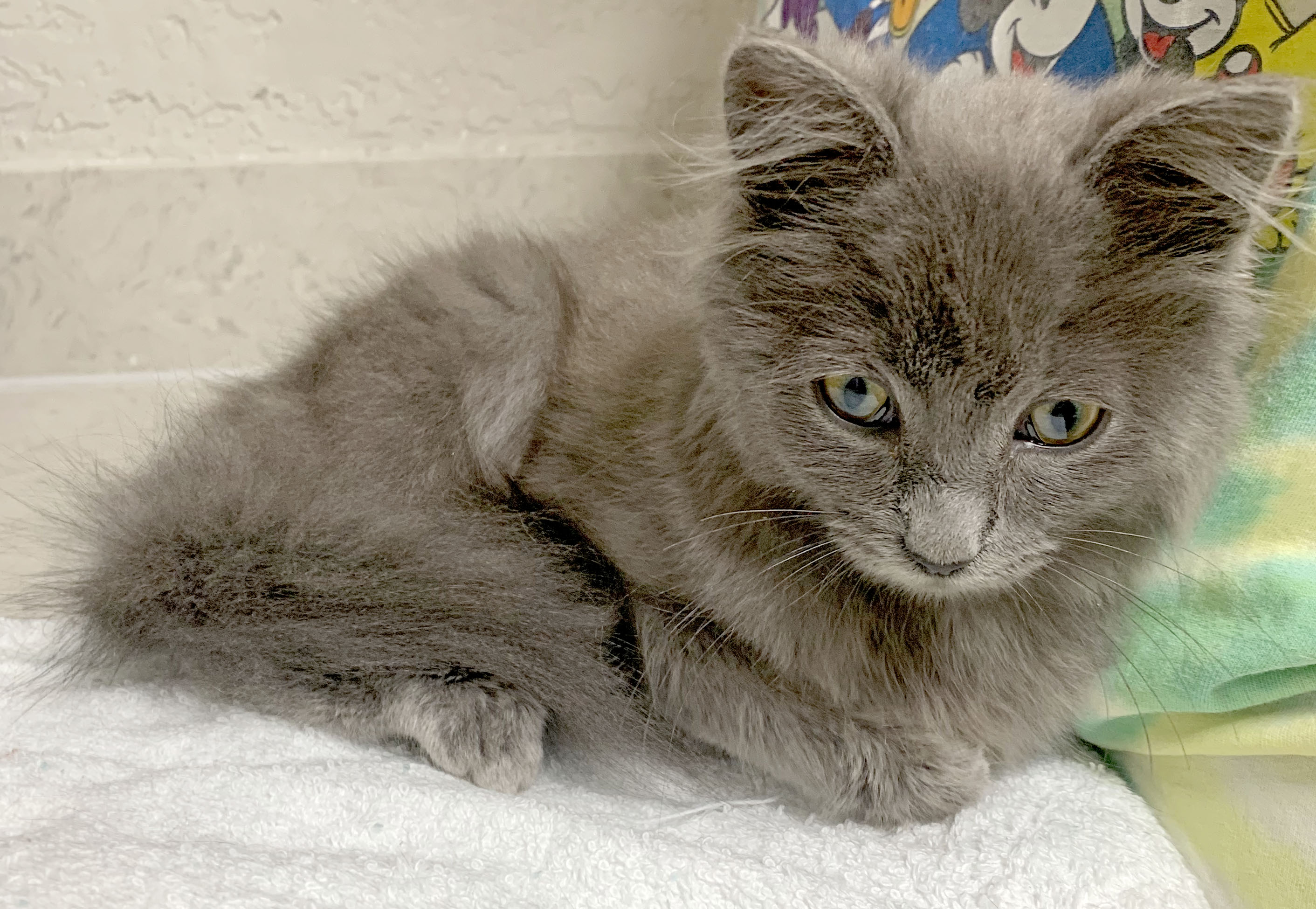 Fabio, a Adopted mixed breed in Mauldin, SC image 4/6