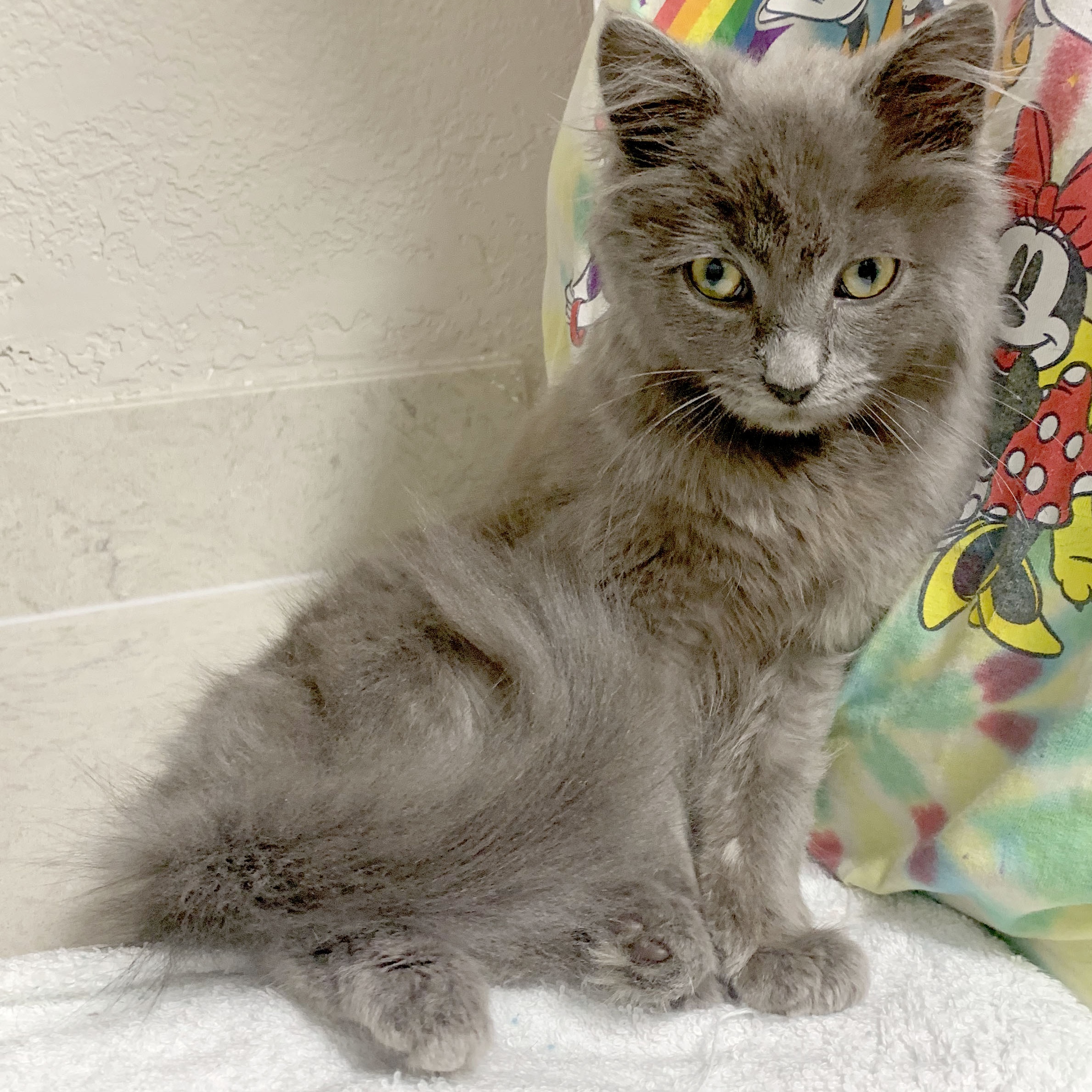 Fabio, a Adopted mixed breed in Mauldin, SC image 1/6