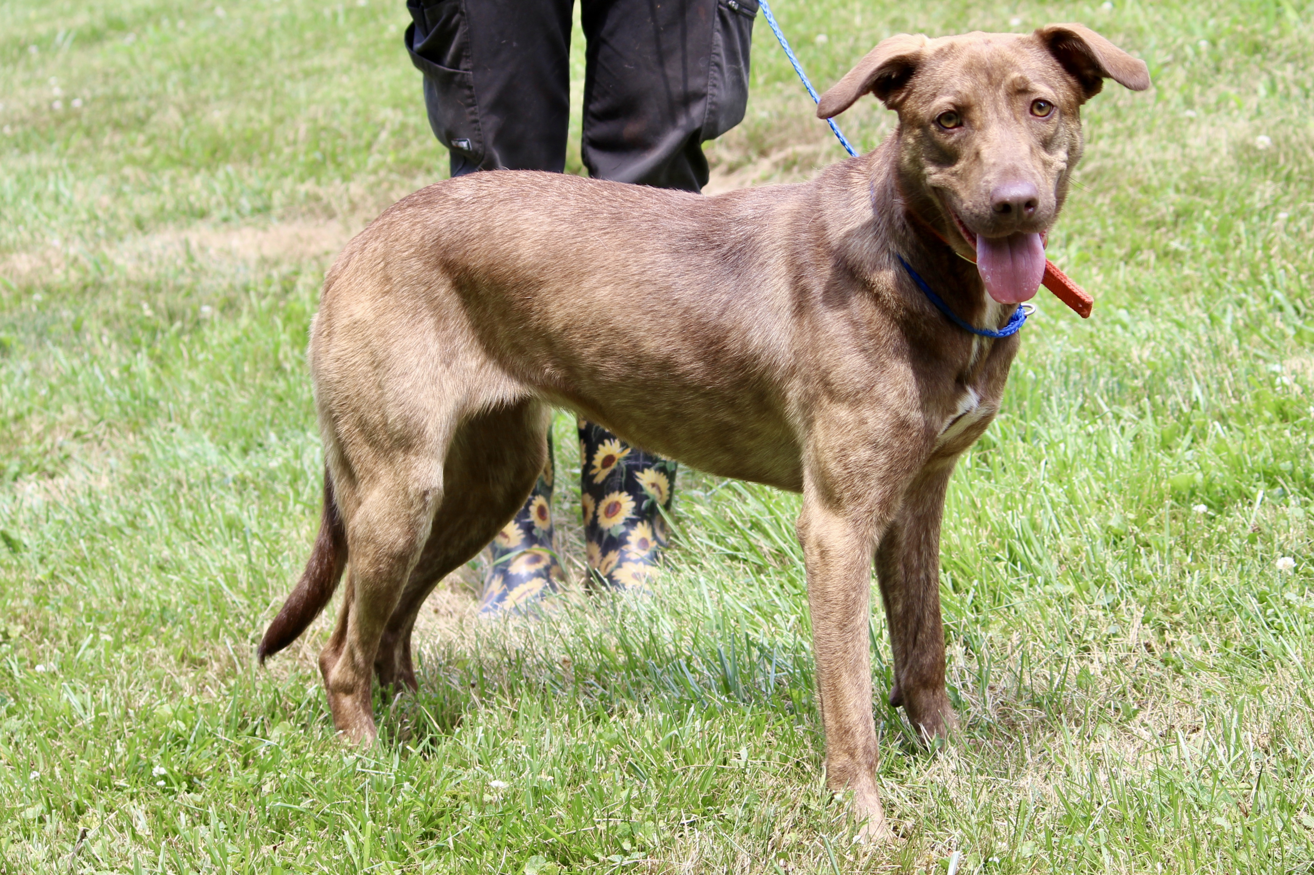 Enlarge BRIAR ROSE, a Adoptable Mixed Breed in Brazil, IN image 7/9