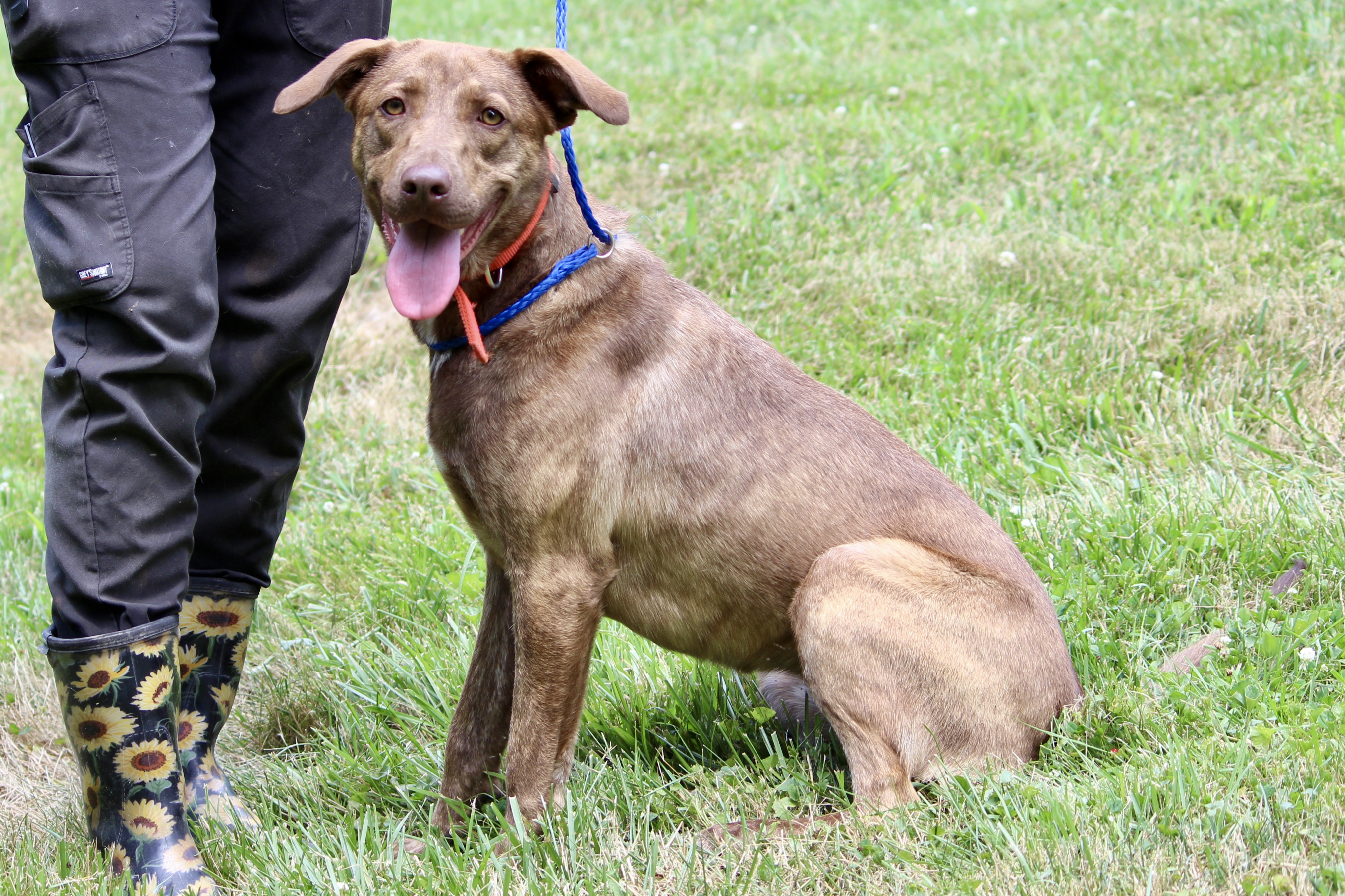 Enlarge BRIAR ROSE, a Adoptable Mixed Breed in Brazil, IN image 8/9
