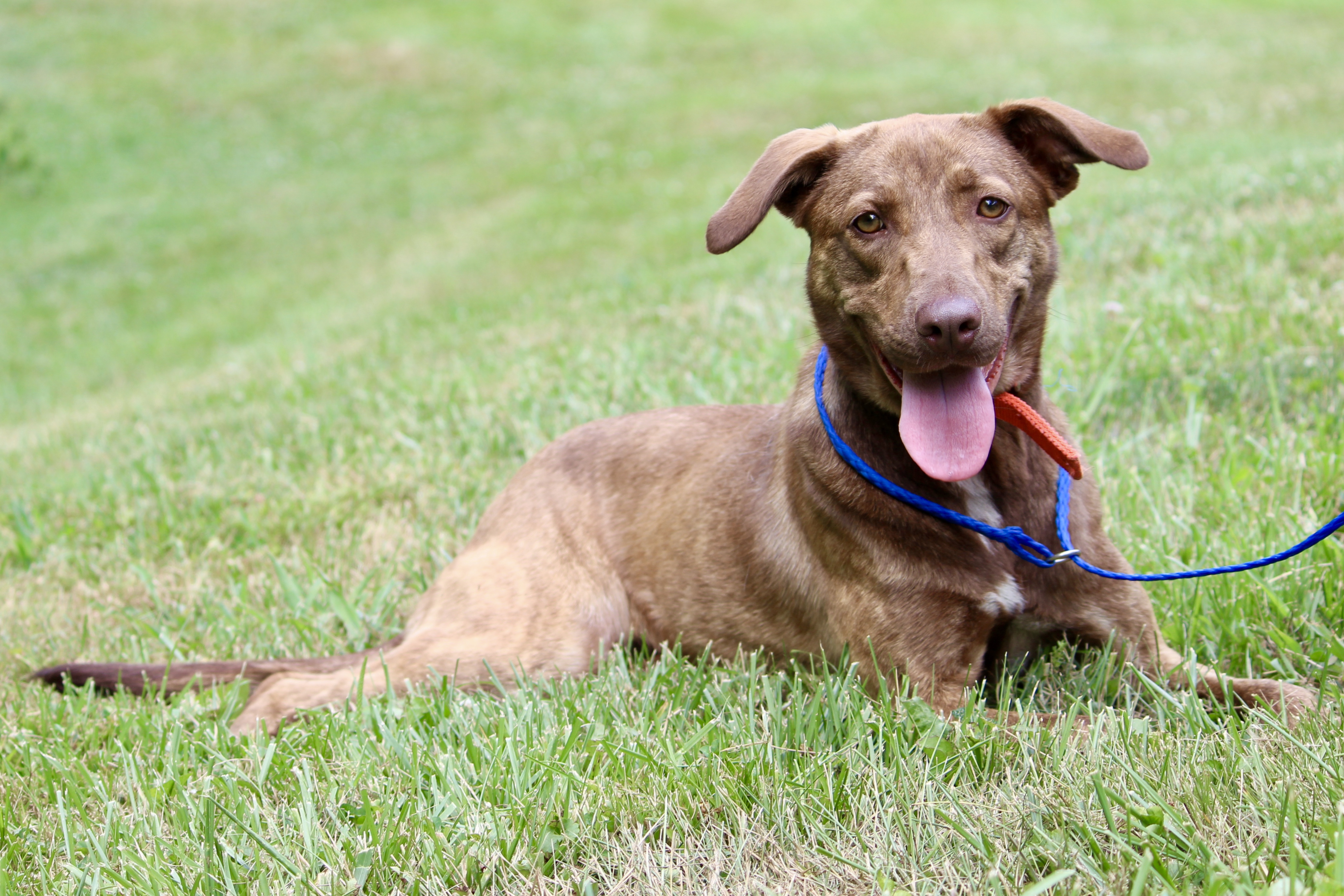 BRIAR ROSE, a Adoptable Mixed Breed in Brazil, IN image 6/9