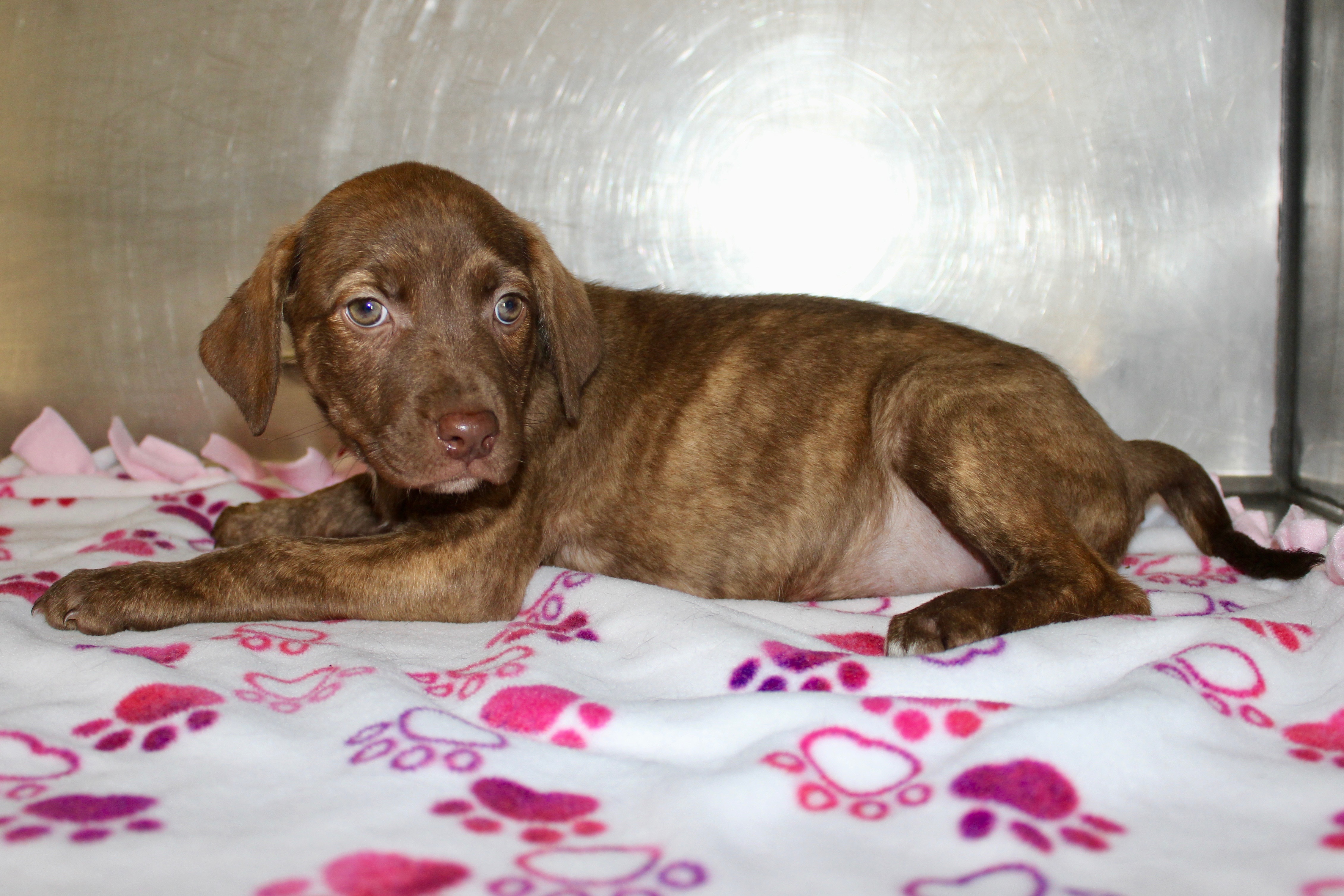 Enlarge BRIAR ROSE, a Adoptable Mixed Breed in Brazil, IN image 9/9