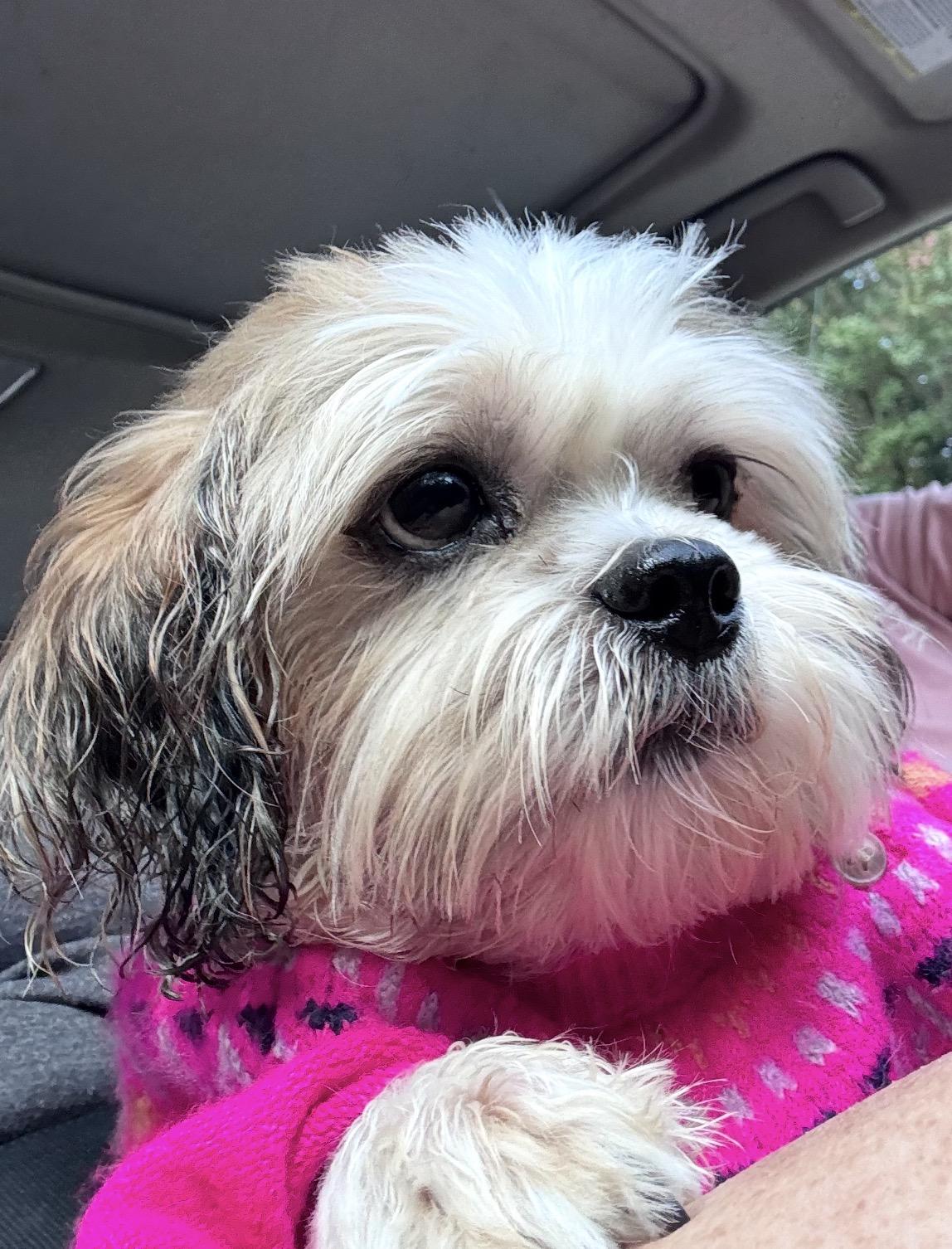 Enlarge Bear, a Adoptable Shih Tzu in Rock Hill, SC image 2/4