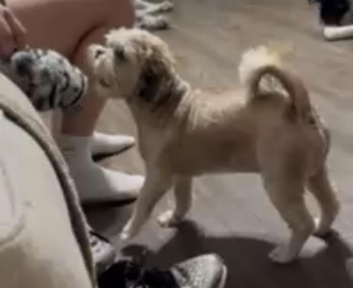 Enlarge Bear, a Adoptable Shih Tzu in Rock Hill, SC image 3/4