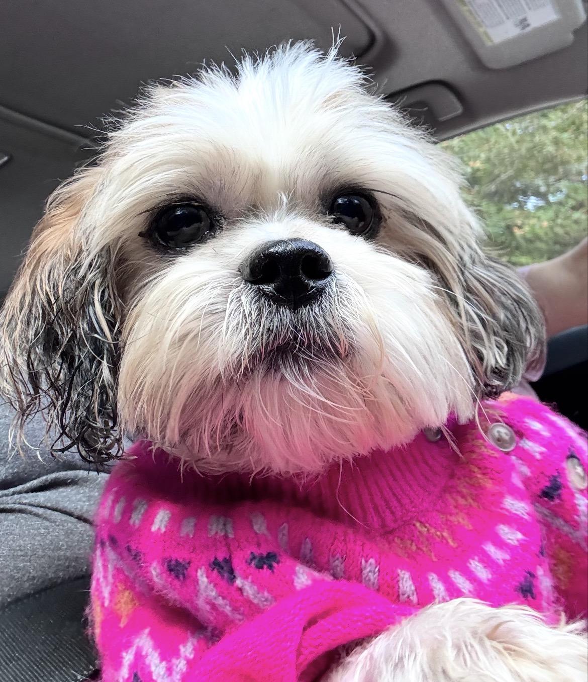 Bear, Adoptable, Adult Male Shih Tzu.