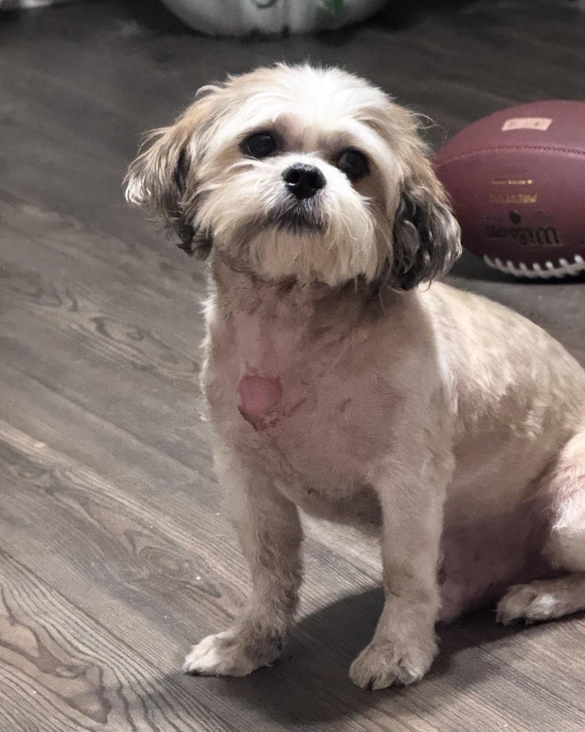 Enlarge Bear, a Adoptable Shih Tzu in Rock Hill, SC image 4/4