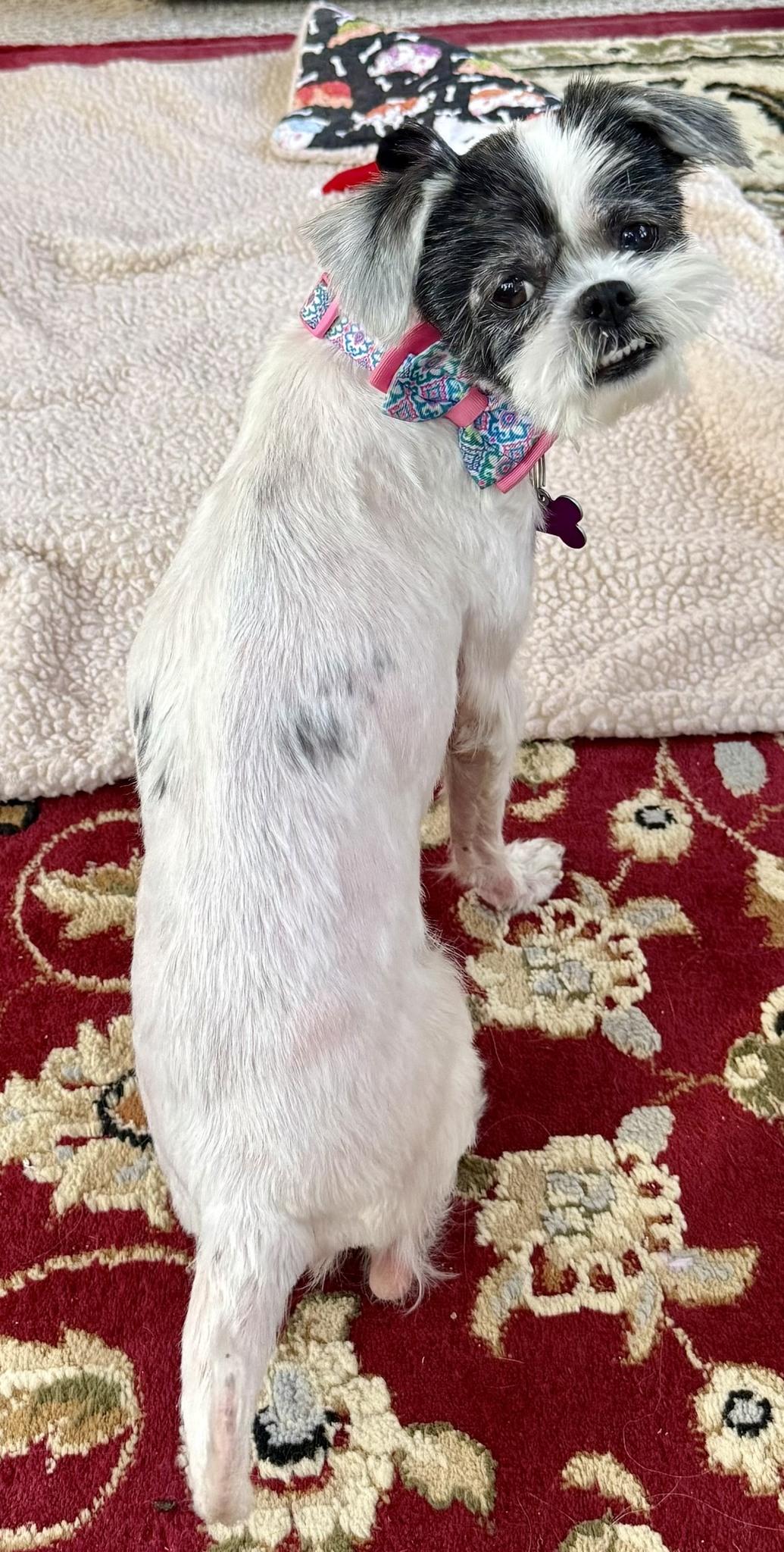 Enlarge Abby, a ADOPTABLE Shih Tzu in Williamsburg, VA image 2/6