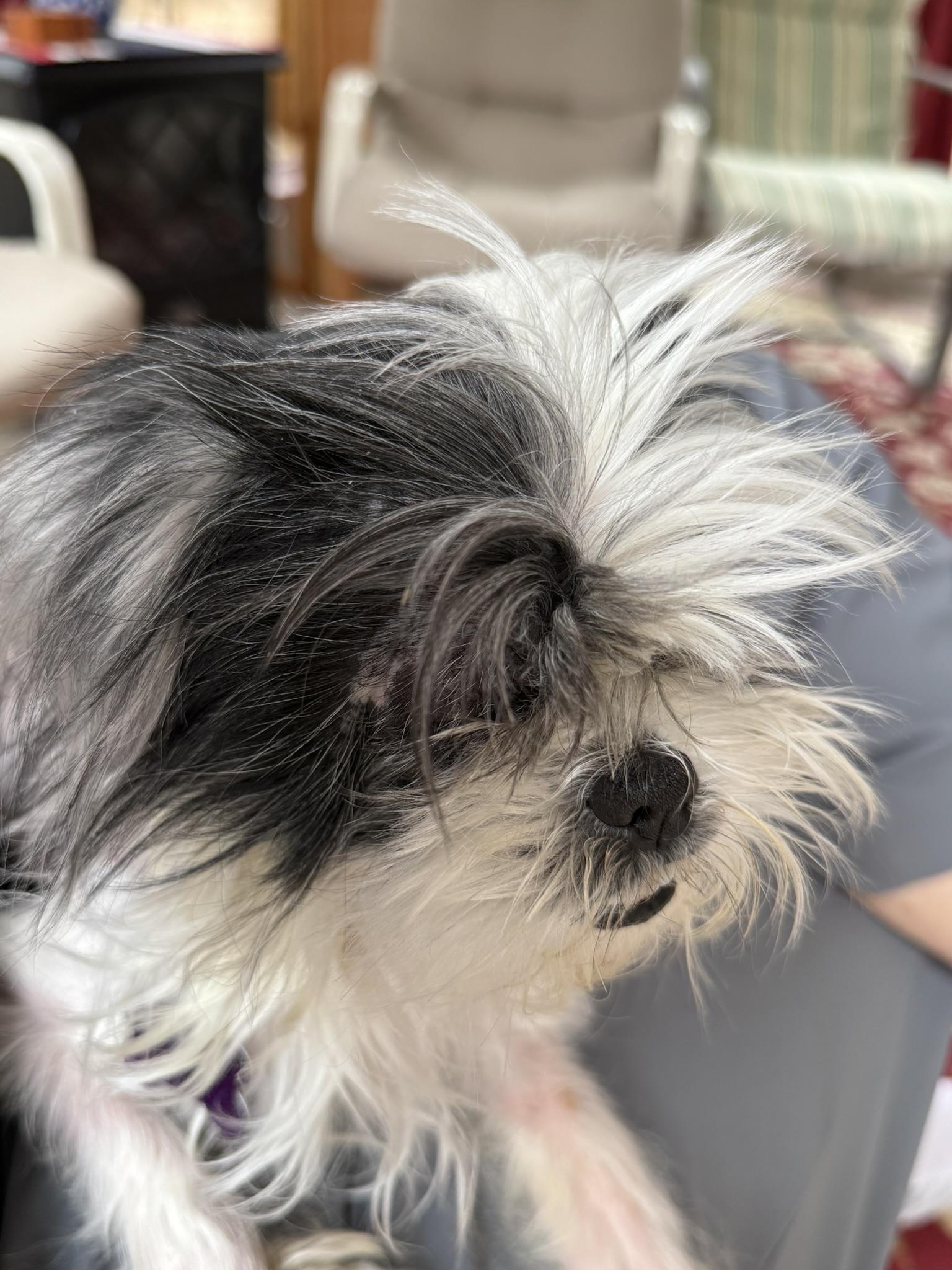 Enlarge Abby, a ADOPTABLE Shih Tzu in Williamsburg, VA image 3/6