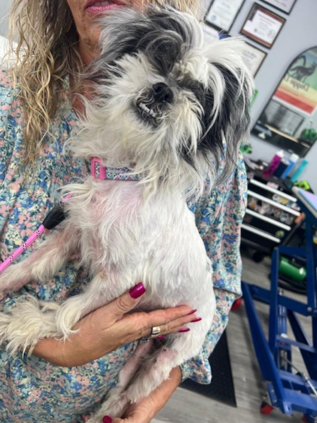 Enlarge Abby, a ADOPTABLE Shih Tzu in Williamsburg, VA image 6/6