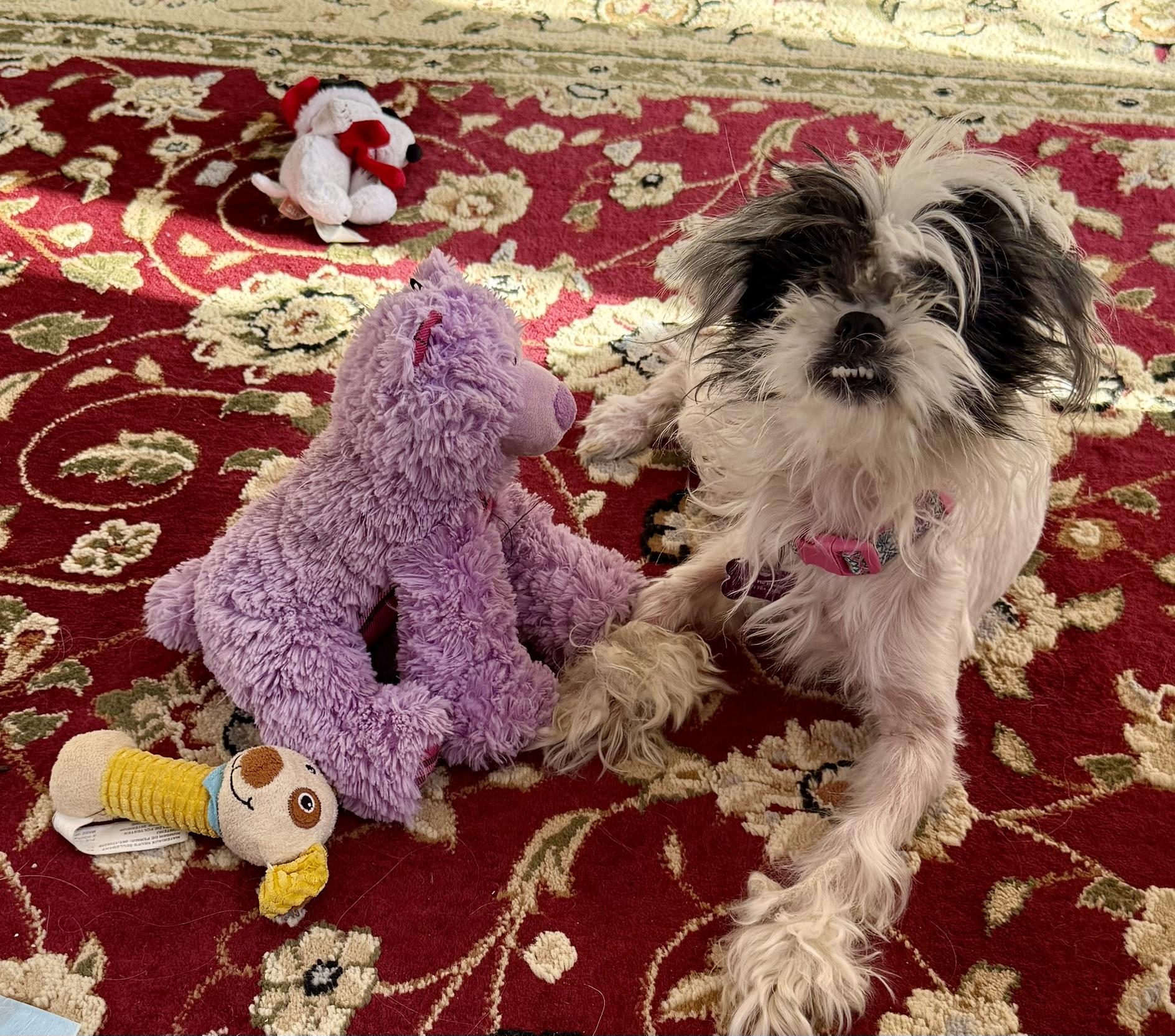 Enlarge Abby, a ADOPTABLE Shih Tzu in Williamsburg, VA image 4/6